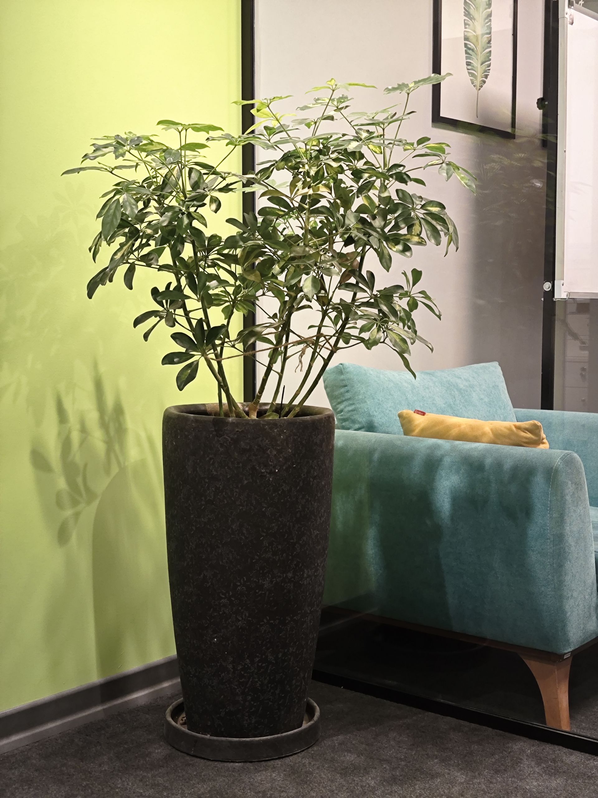 نمای گل با پس‌زمینه سبز رنگ در کنار مبلی آبی