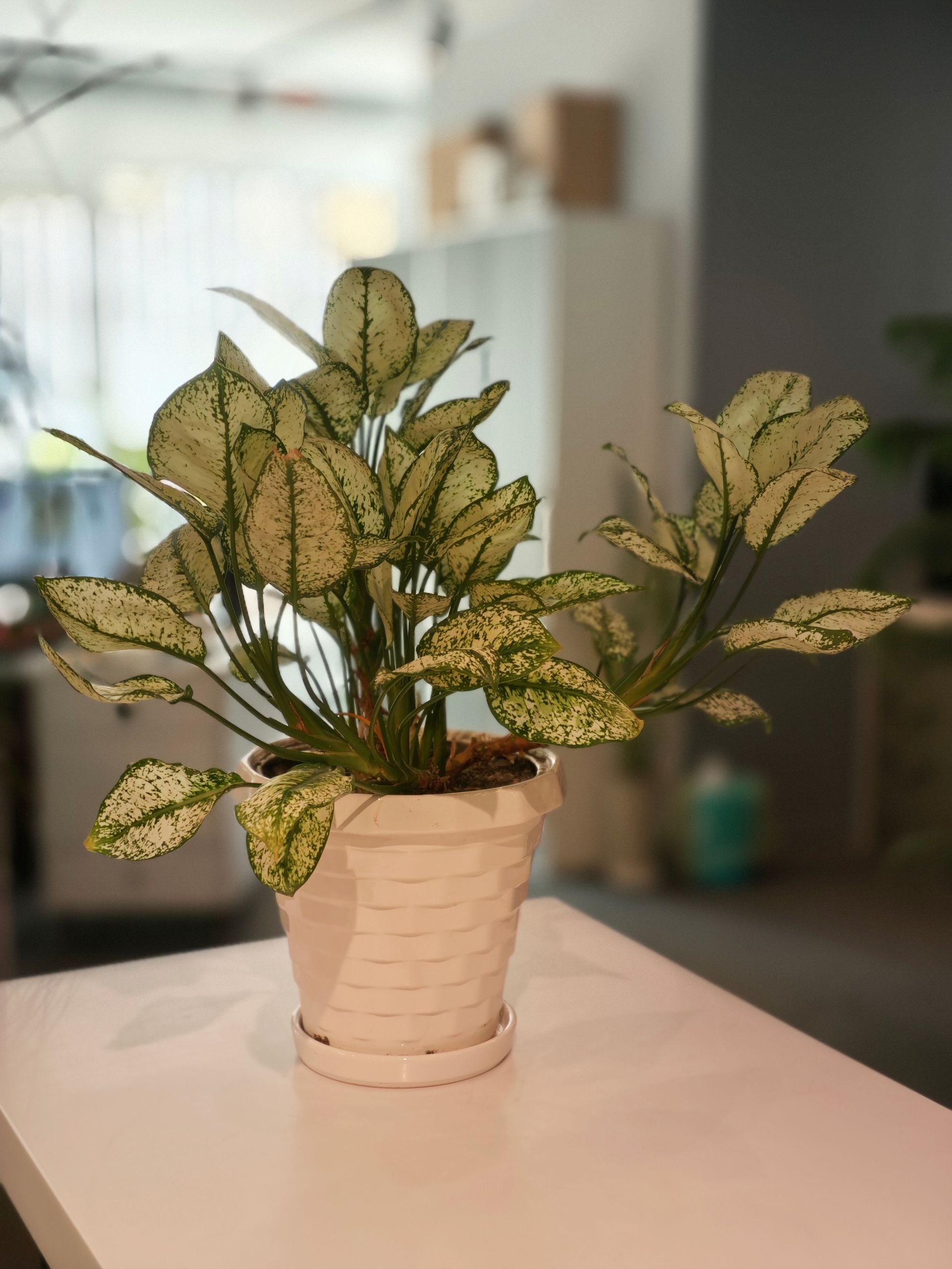 پرتره از گل در دفترکار زومیت