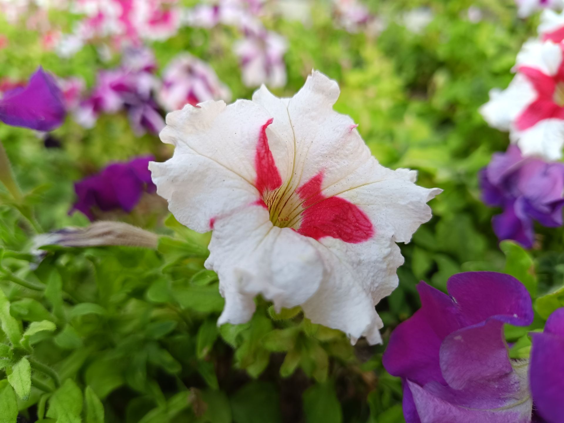 نمونه عکس ثبت شده با ردمی نوت ۱۲ پور 5G در روز شماره ۵