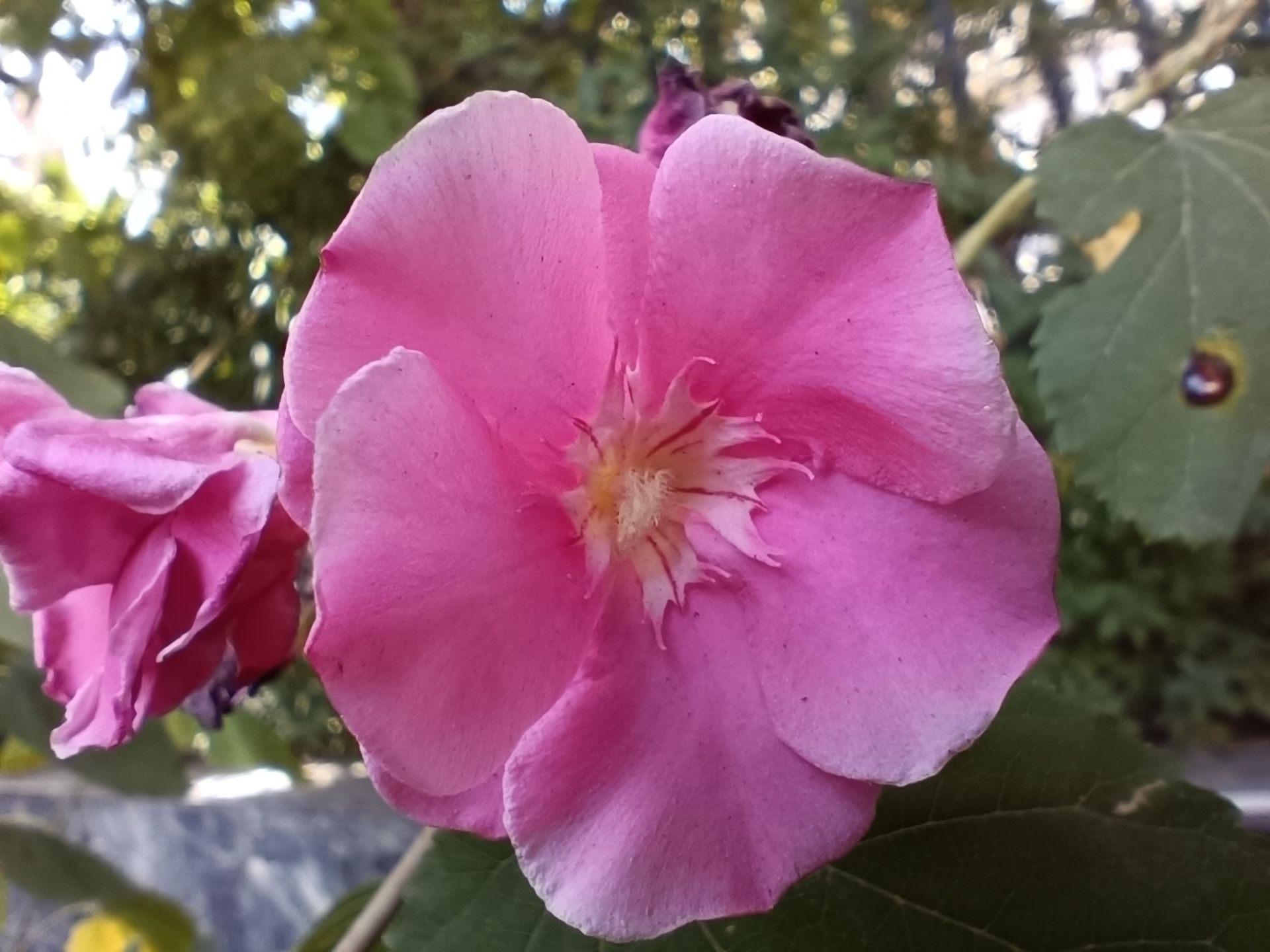 نمونه عکس ثبت شده با ردمی نوت ۱۲ پور 5G در روز شماره ۱۰