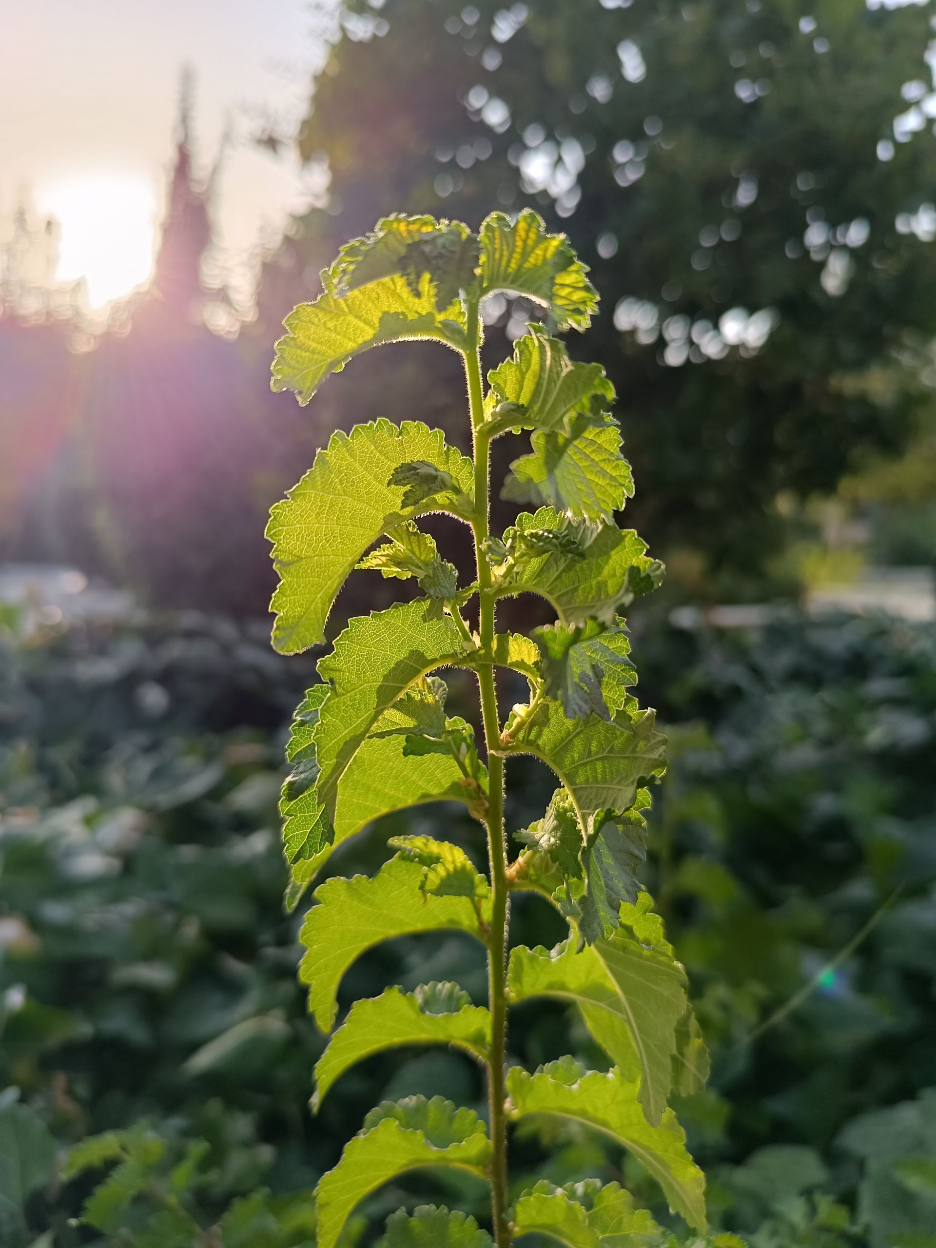 نمونه عکس ثبت شده با ردمی نوت ۱۲ پور پلاس در روز شماره ۳