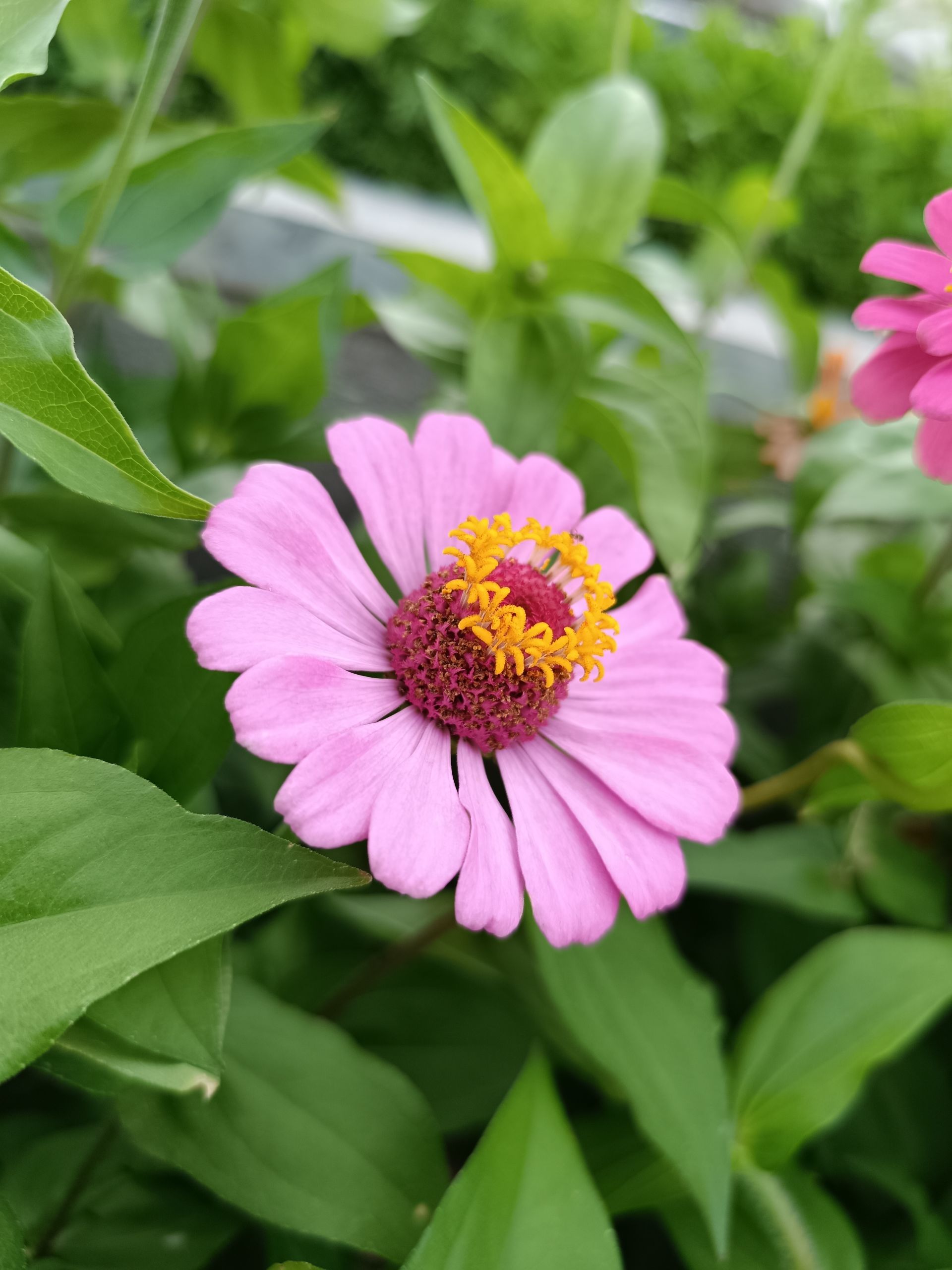 نمونه عکس ثبت شده با ردمی نوت ۱۲ پور پلاس در روز شماره ۱۲