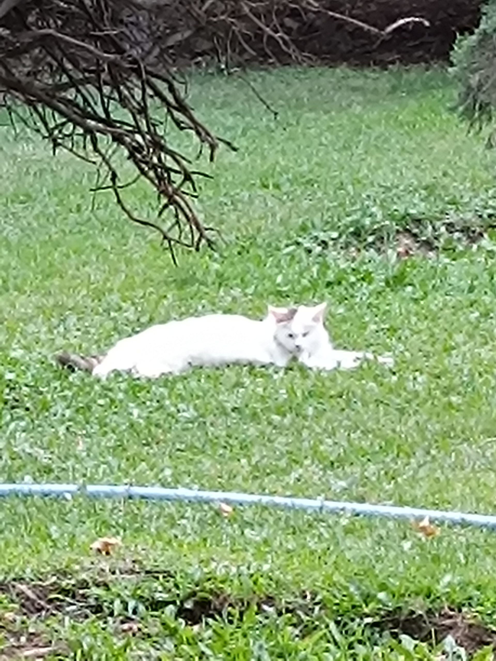 نمونه عکس ثبت شده با ردمی نوت ۱۲ پور پلاس در روز شماره ۱۴