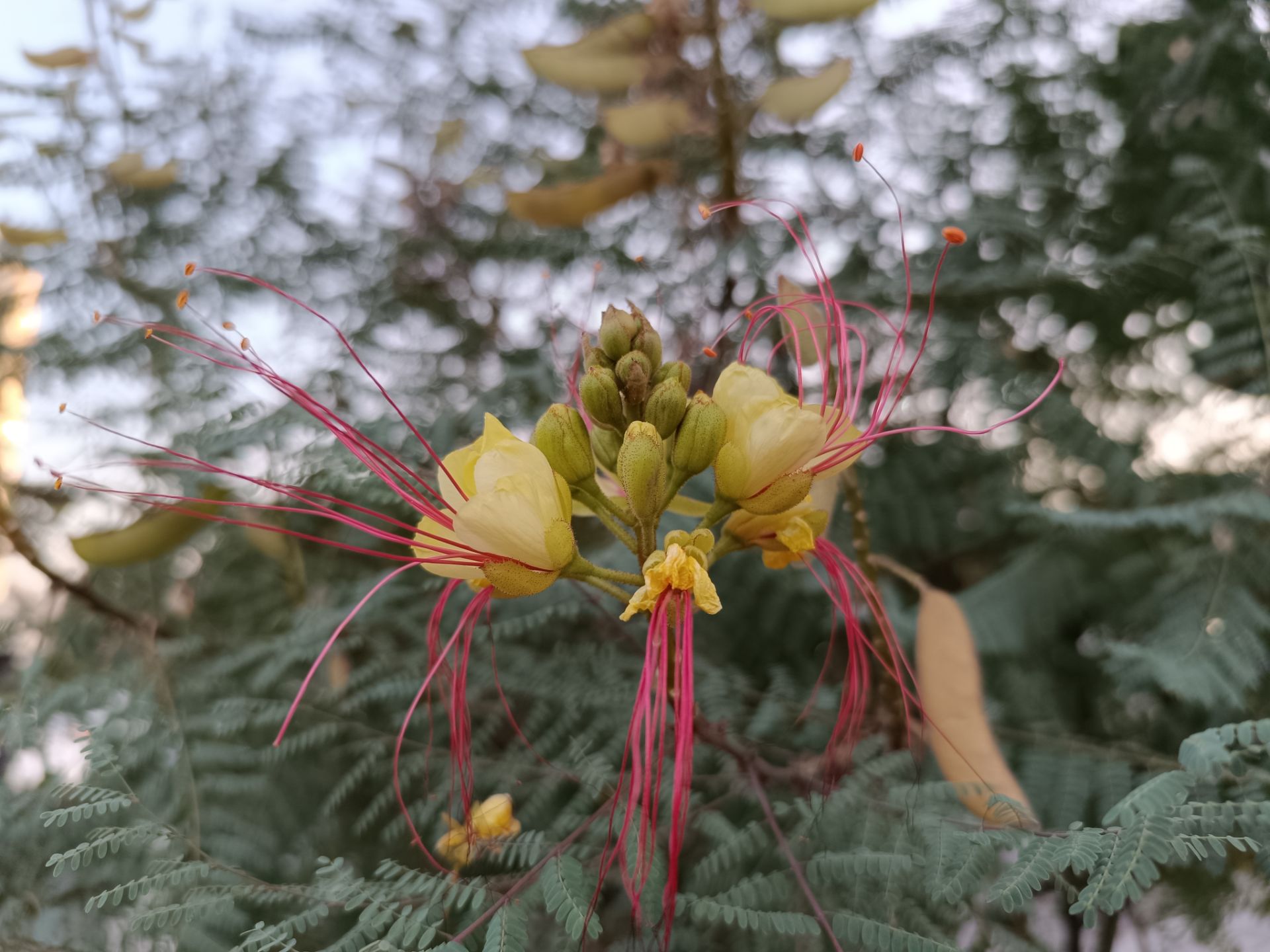 نمونه عکس ثبت شده با ردمی نوت ۱۲ پور پلاس در روز شماره ۲۹