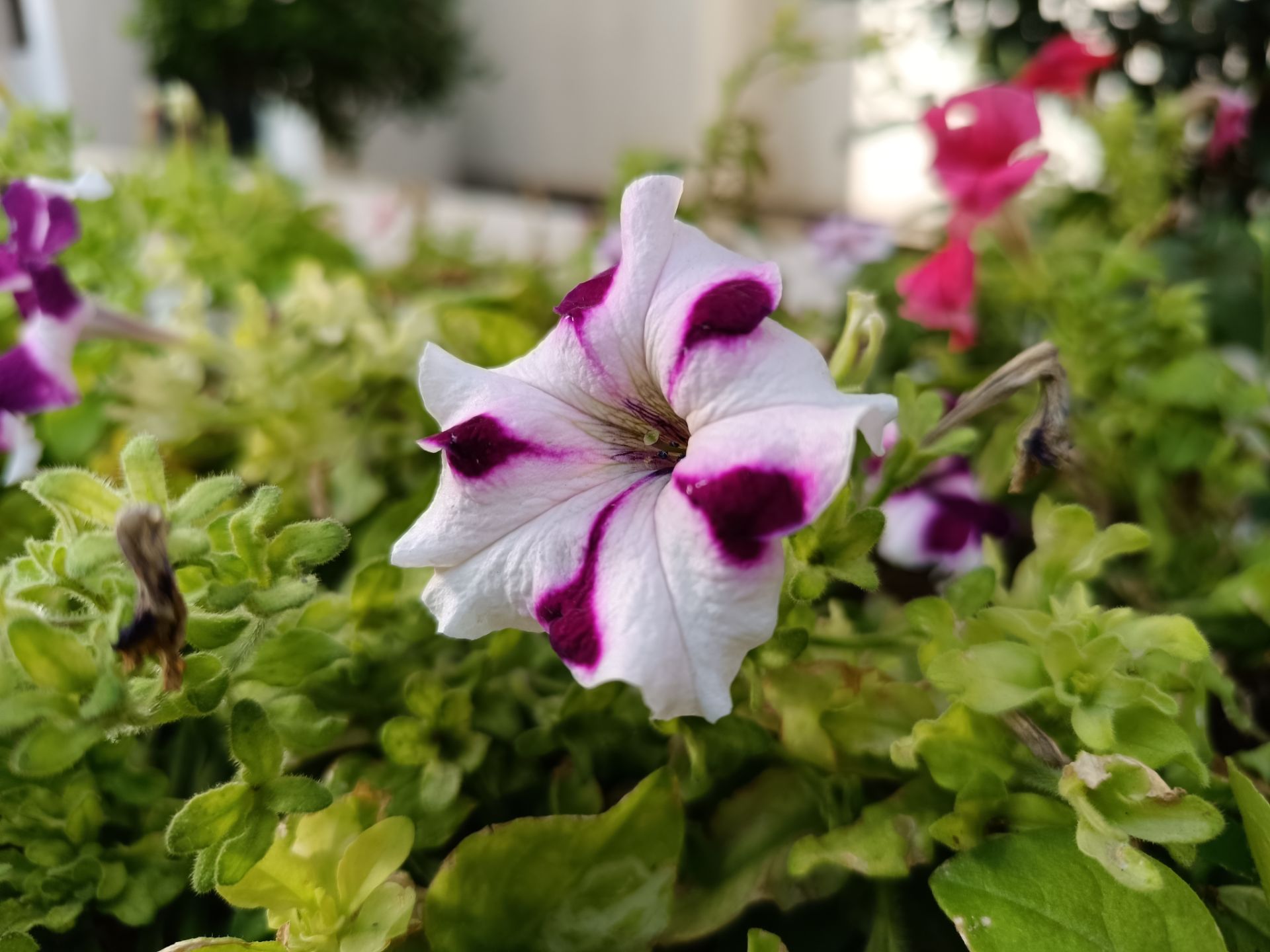 نمونه عکس ثبت شده با ردمی نوت ۱۲ پور پلاس در روز شماره ۳۰