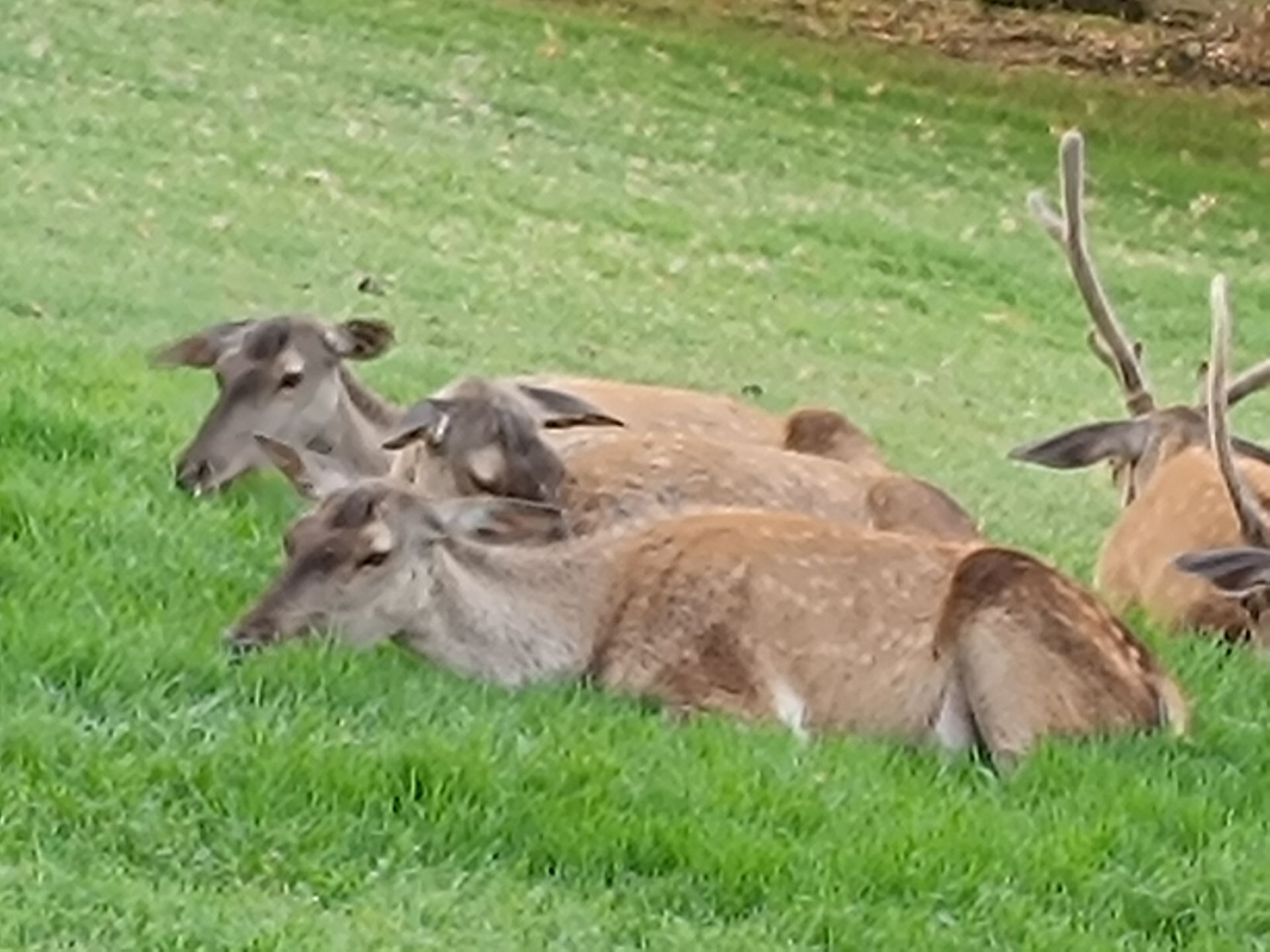 نمونه عکس ثبت شده با ردمی نوت ۱۲ پور پلاس در روز شماره ۳۶
