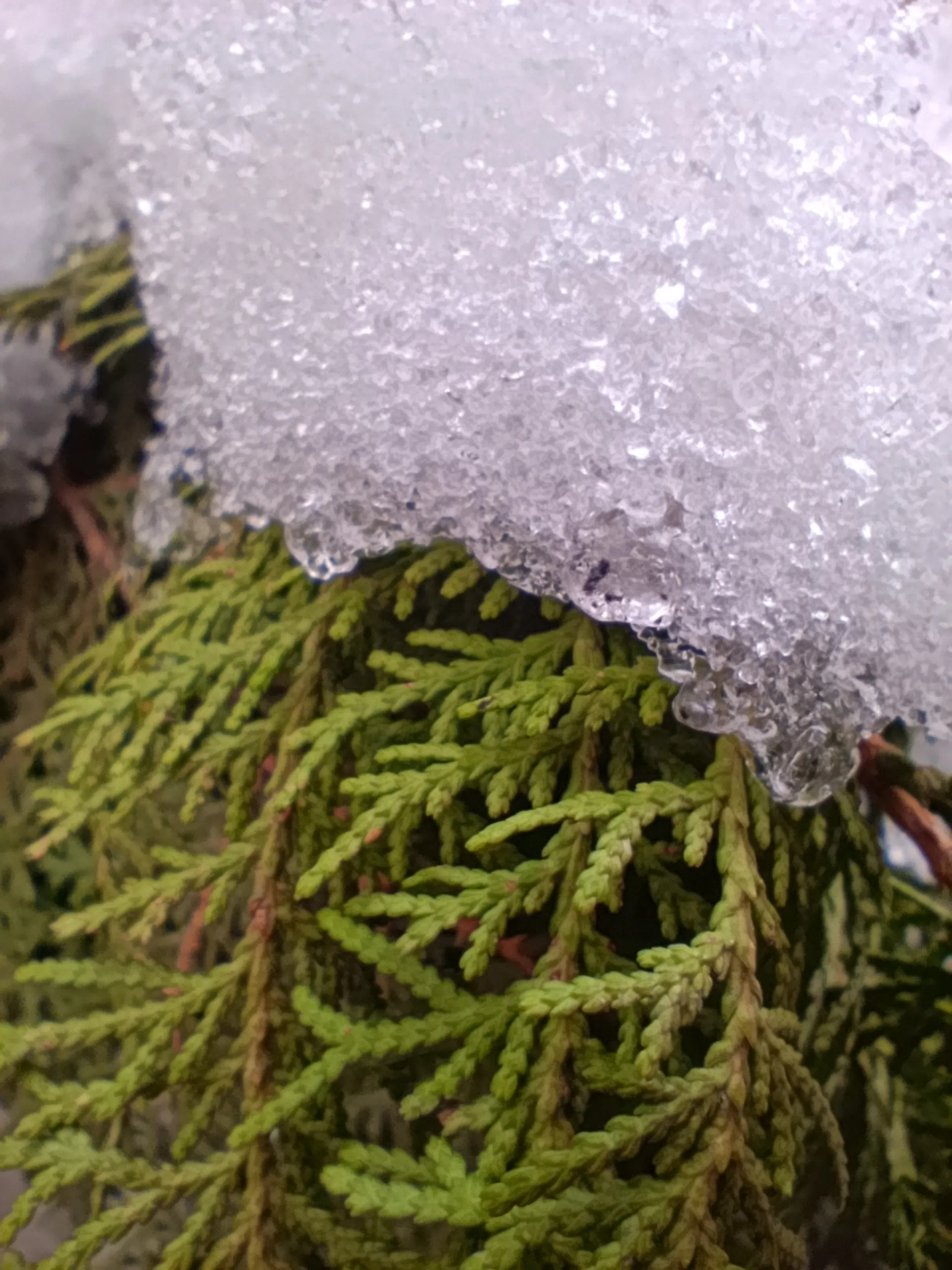 نمونه عکس ردمی نوت ۱۳ پرو 4G در حالت ماکرو از برگ های یک گل زیر برف