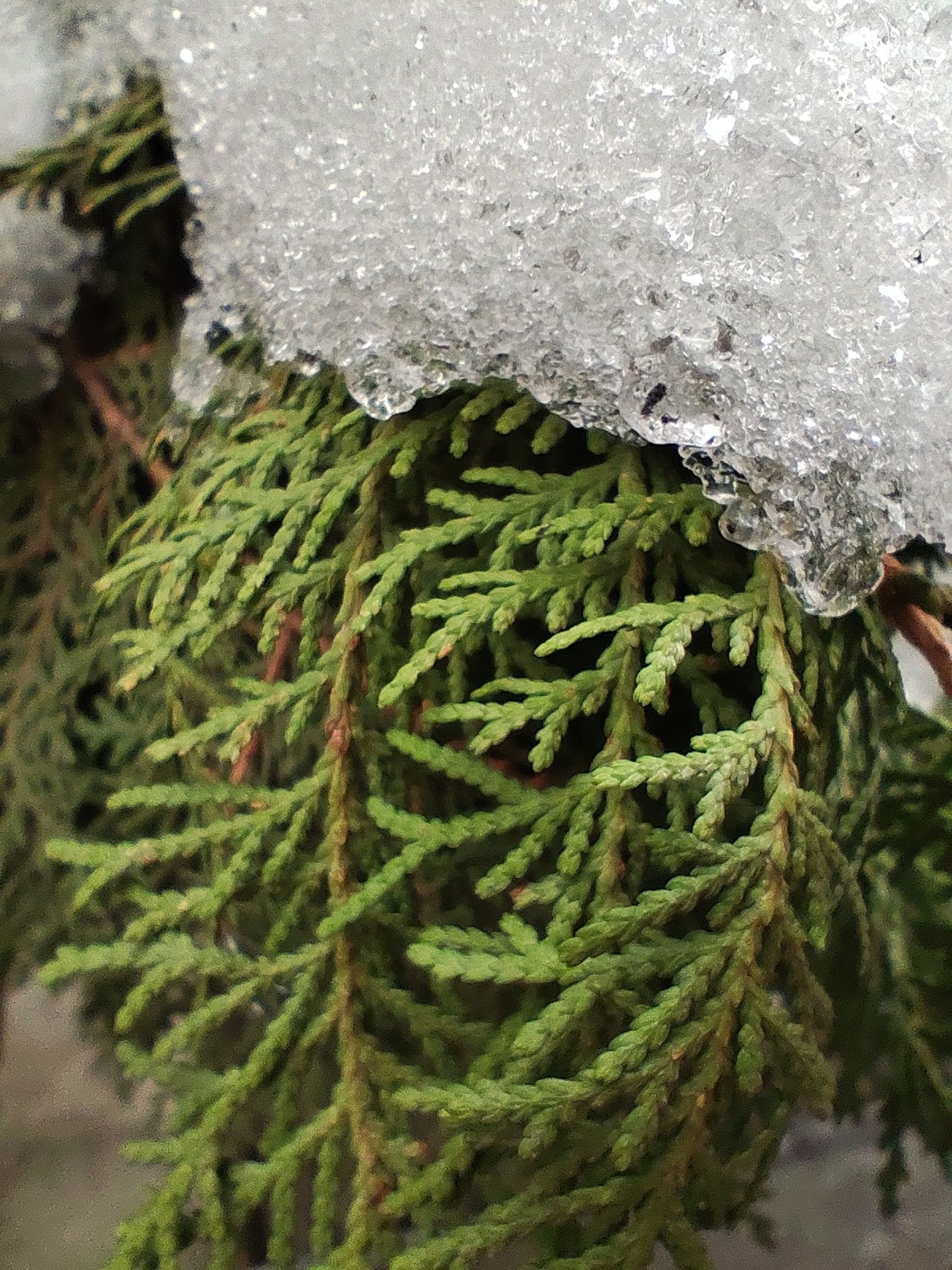 نمونه عکس ردمی نوت ۱۳ پرو 5G در حالت ماکرو از برگ های یک گل زیر برف