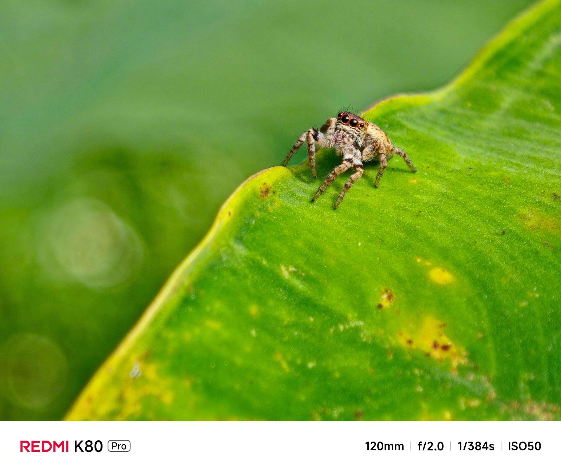 یک عنکبوت روی برگ از نمای نزدیک