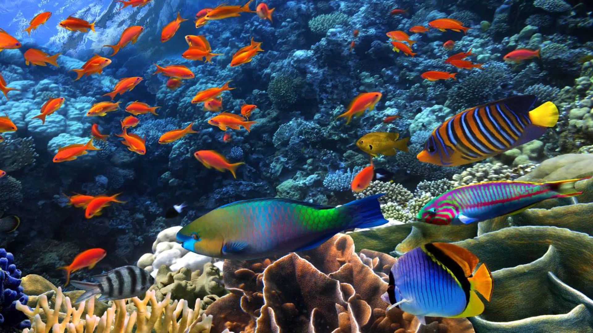 ماهی های صخره مرجانی