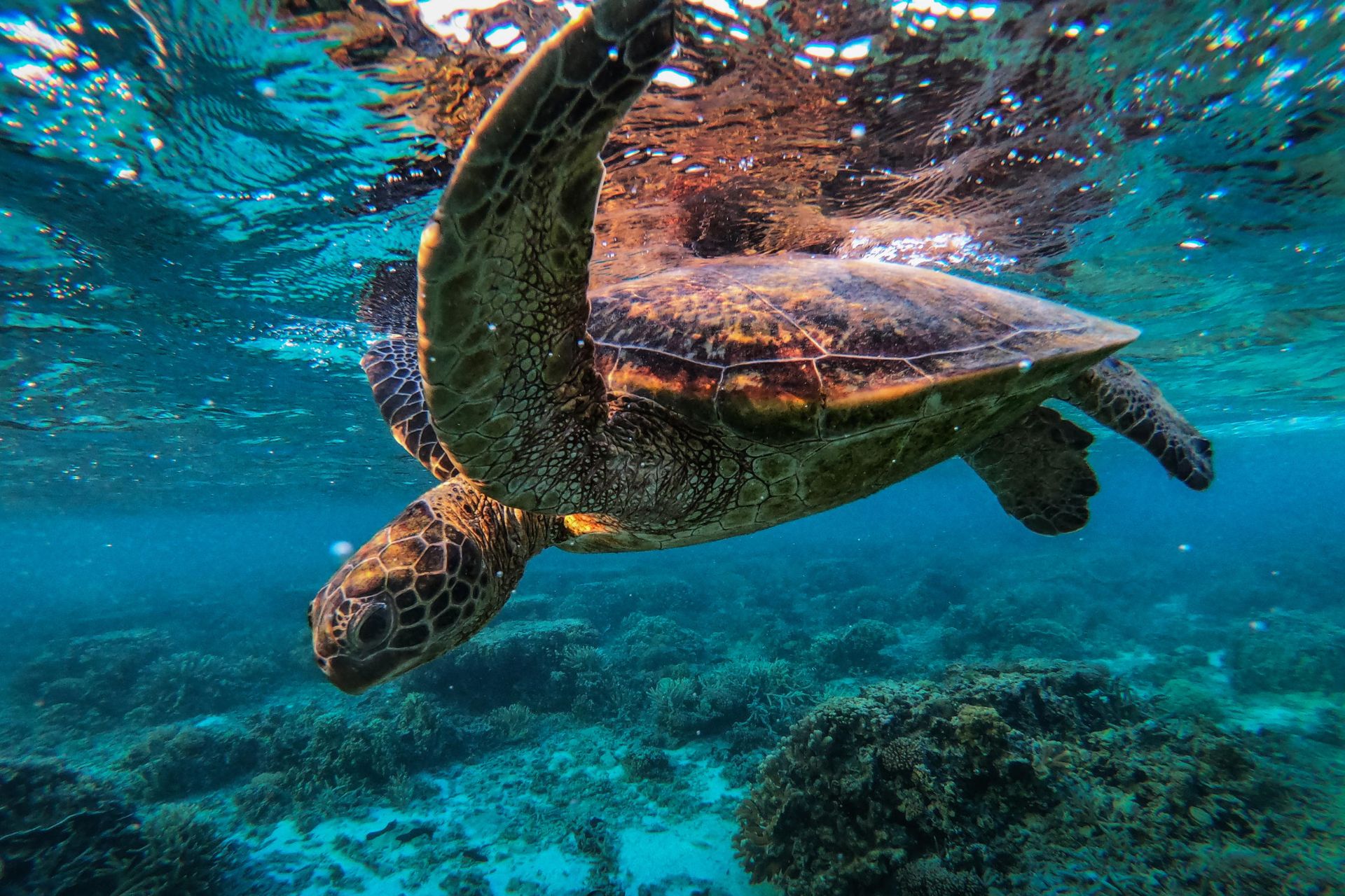 لاک‌پشت‌های مرجانی