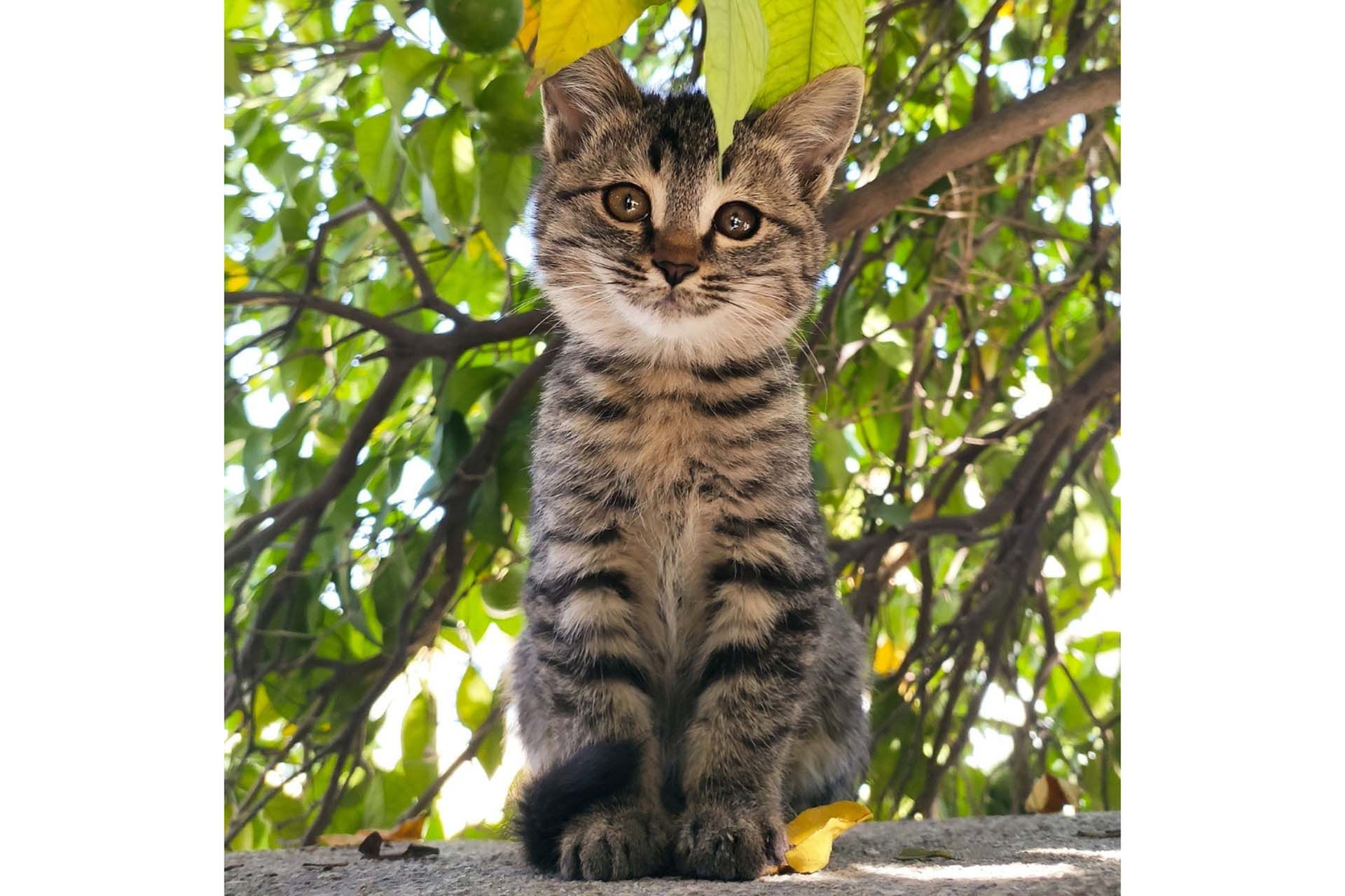 بچه گربه به حالت نشسته 