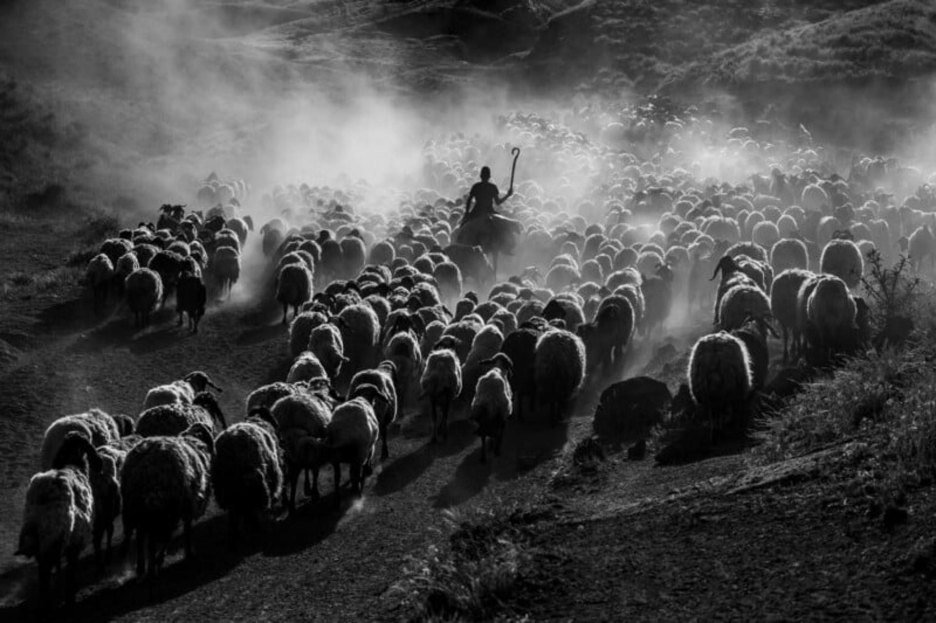 چوپان ترک و گله‌ی گوسفندان