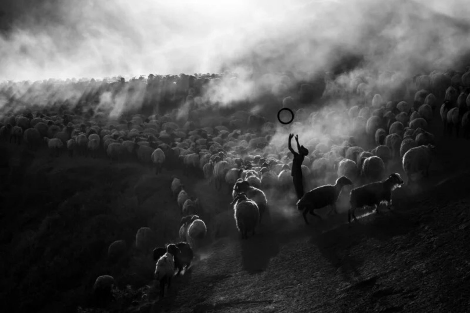 چوپانی در ترکیه با گله گوسفندانش