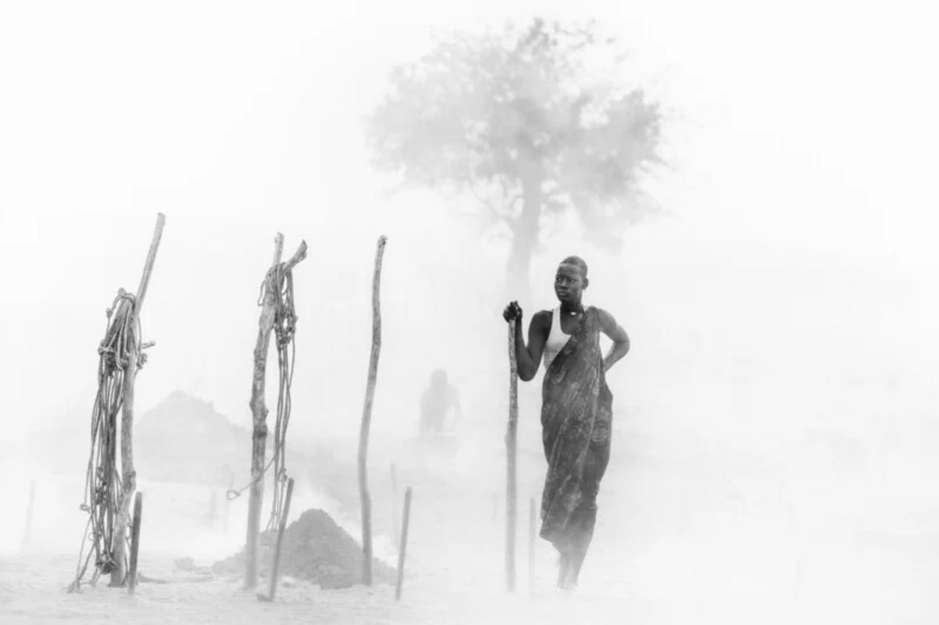 گاوهای مونداری در امتداد رود نیل سفید سودان جنوبی