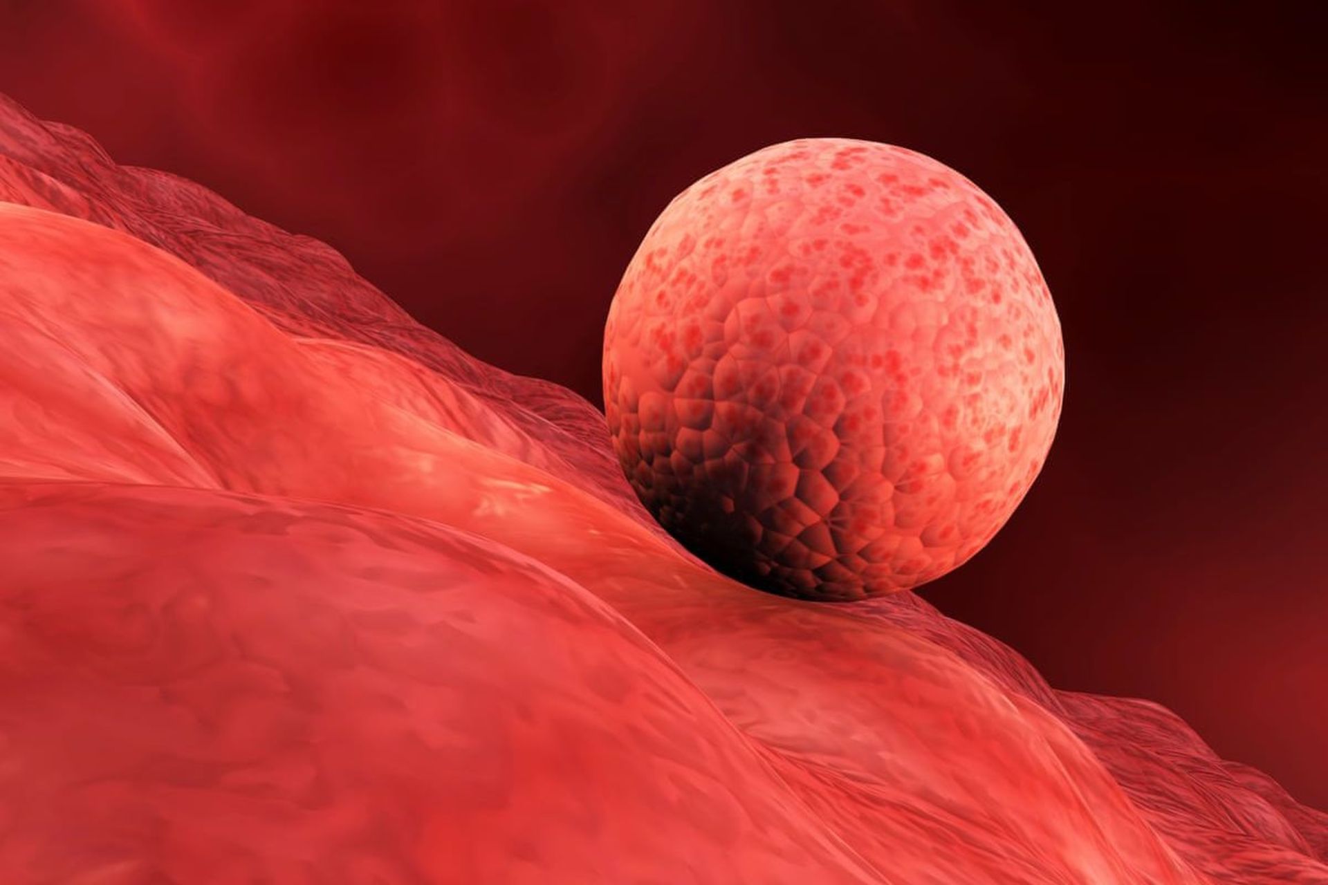 تصویرسازی زیست‌پزشکی از لانه‌گزینی جنین در لایه داخلی رحم