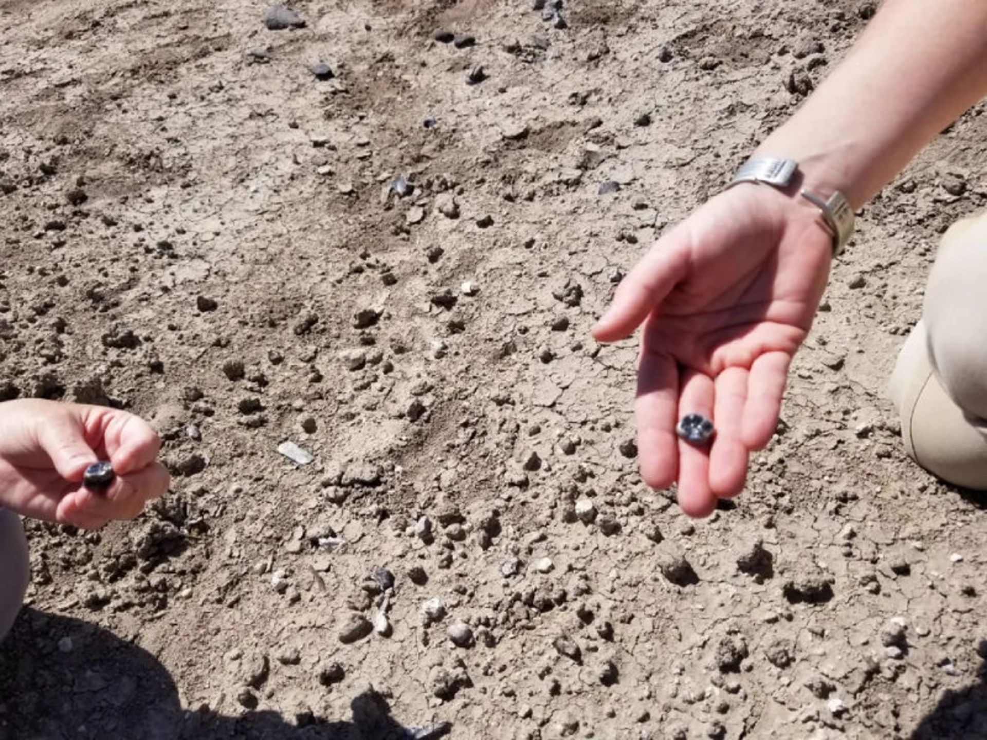 دندان‌های آسیاب کشف‌شده در لدی-گرارو، در دست باستان شناسان