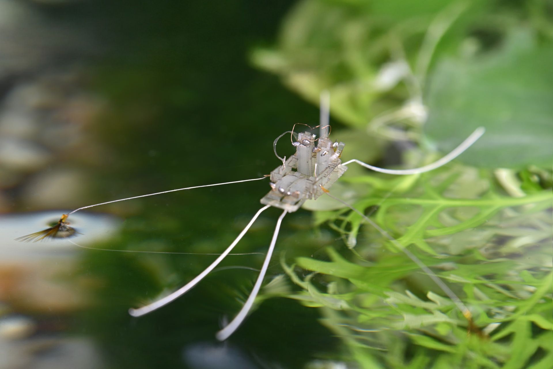 ربات راگوبات Rhagobot با پاهای فن‌مانندش روی سطح آب حرکت می‌کند