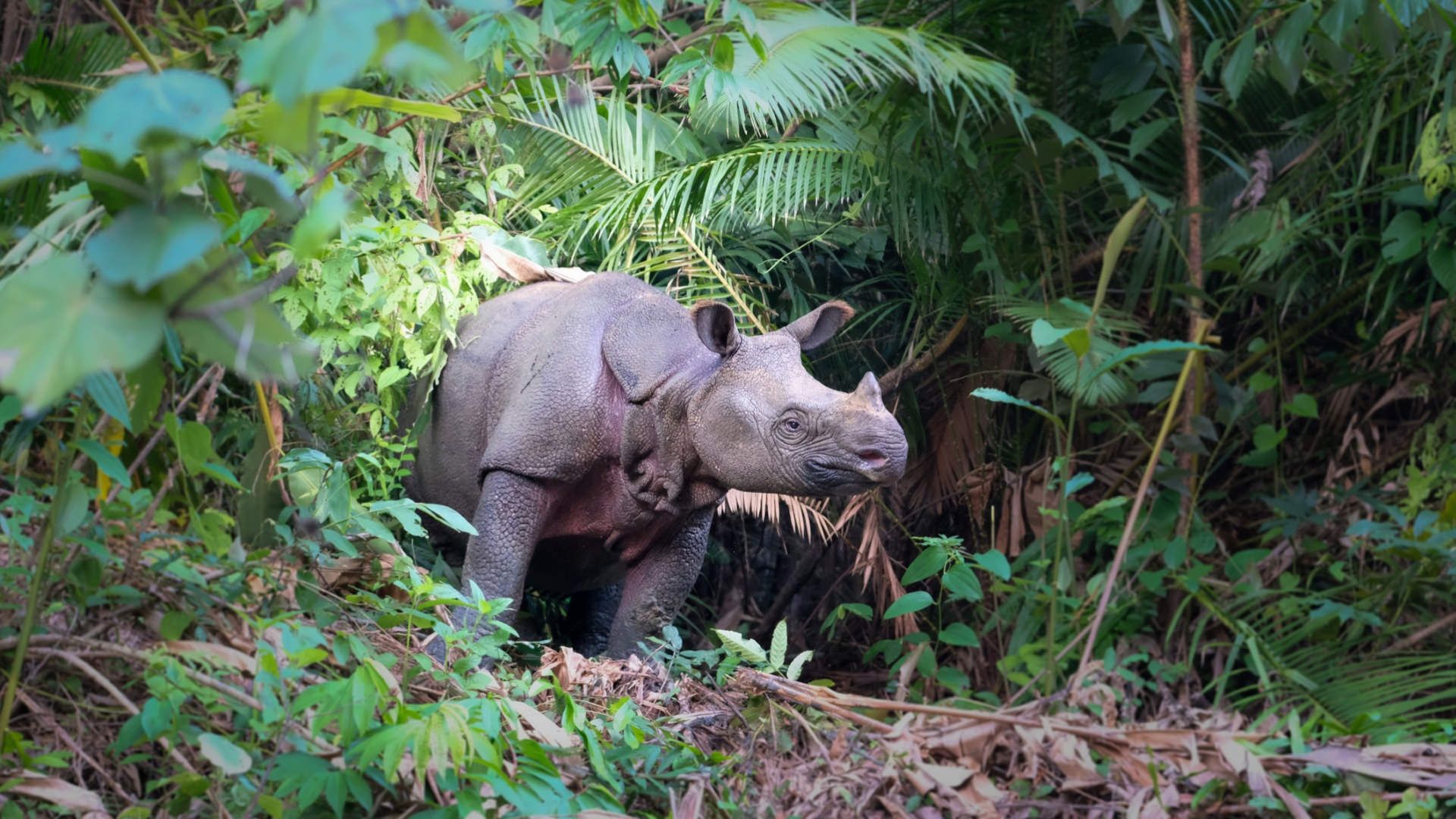 یک کرگدن جاوه‌ای در زیستگاه طبیعی خود