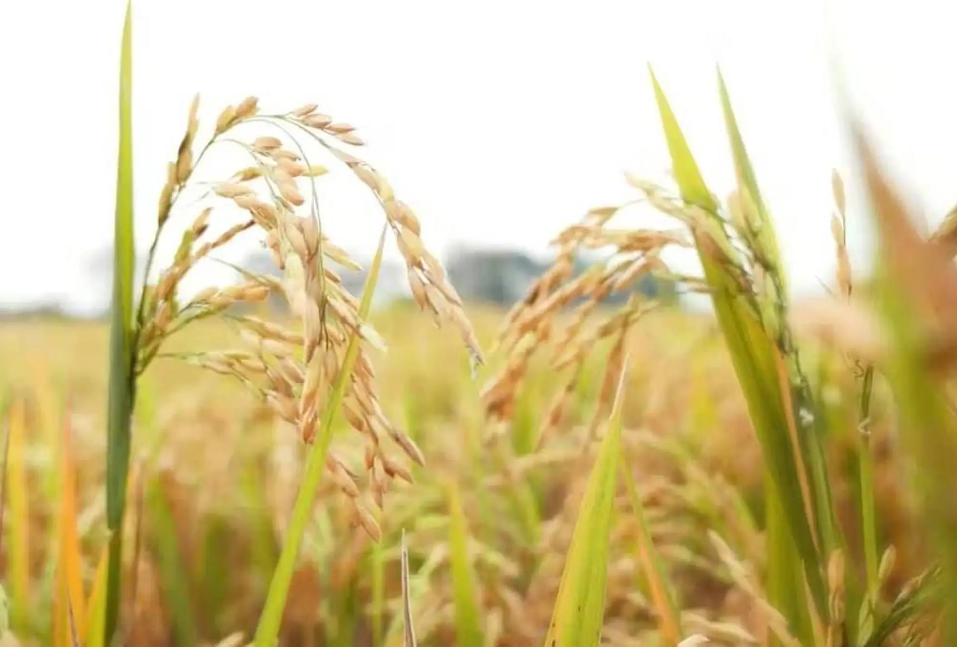 کشتزار برنج