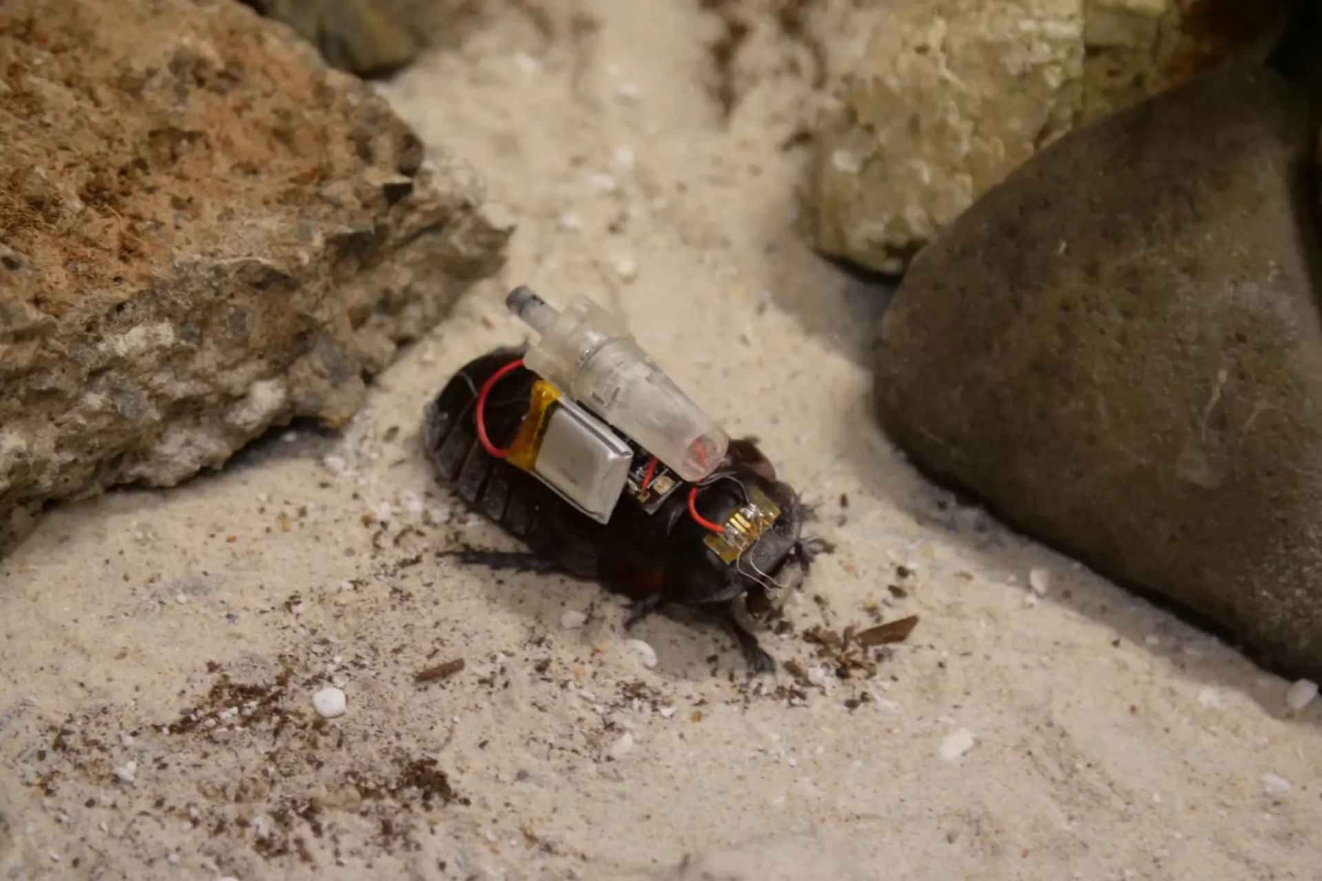 حشره رباتیک (Robotic Insect) مجهز به باتری و قطعات الکترونیکی روی زمین ماسهای