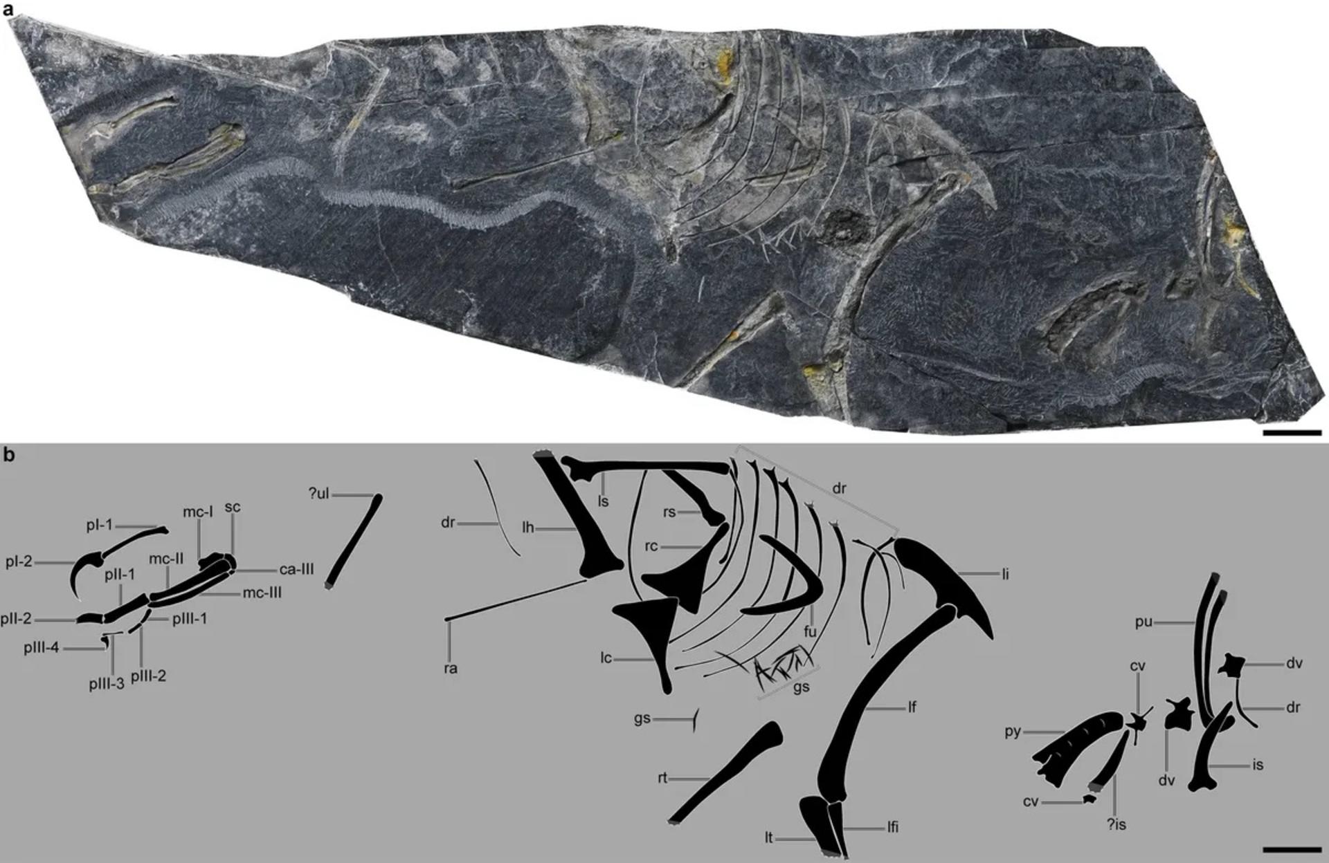 سنگی که تنها نمونه شناخته‌شده از Baminornis zhenghensis را در خود دارد (الف) و استخوان‌های باقی‌مانده که در جایگاه اصلی‌شان روی بدن بازسازی شده‌اند