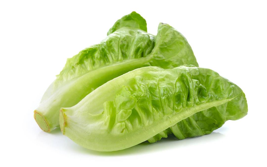 کاهوی رومی