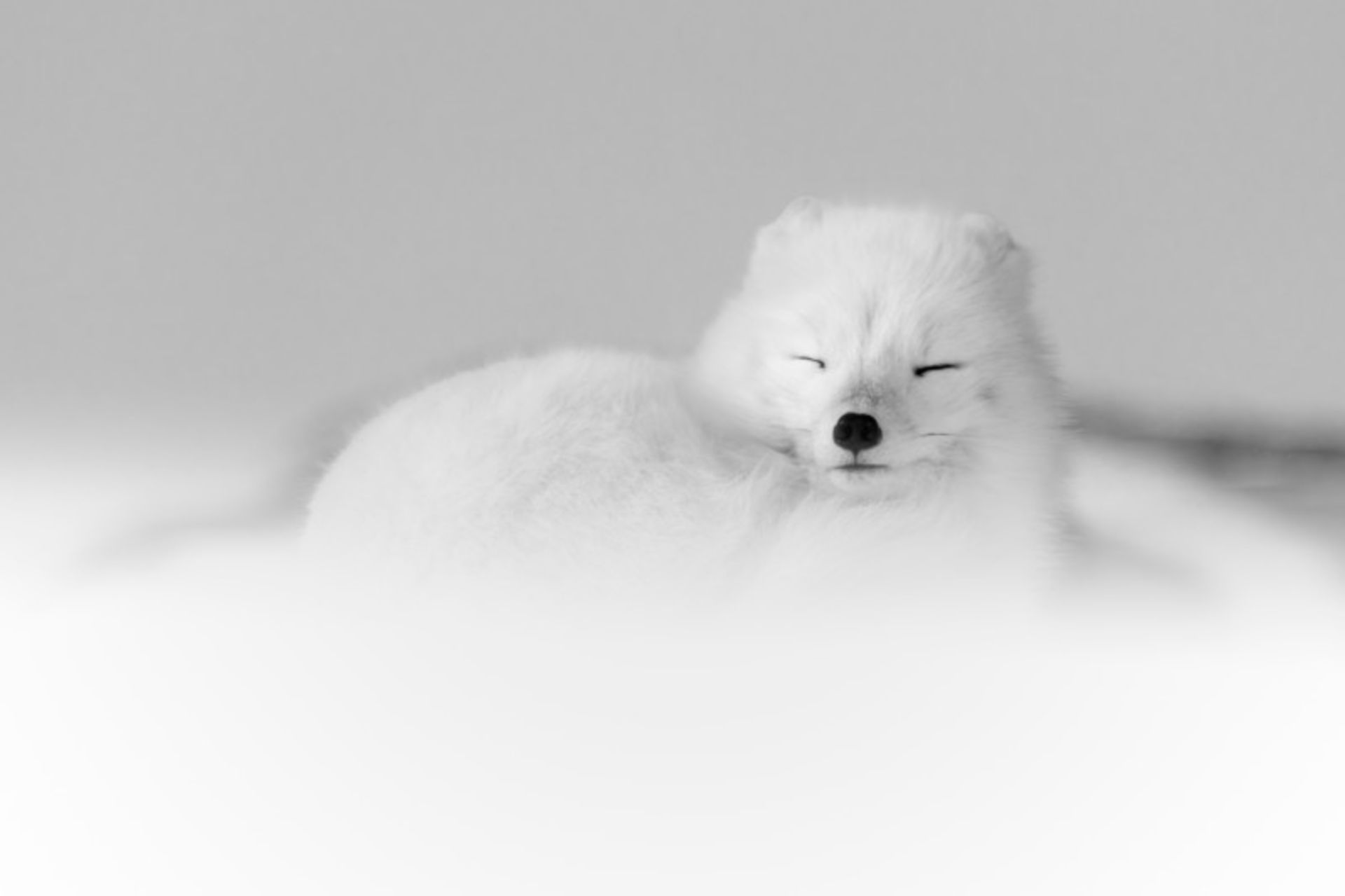  روباه قطبی در حال خواب