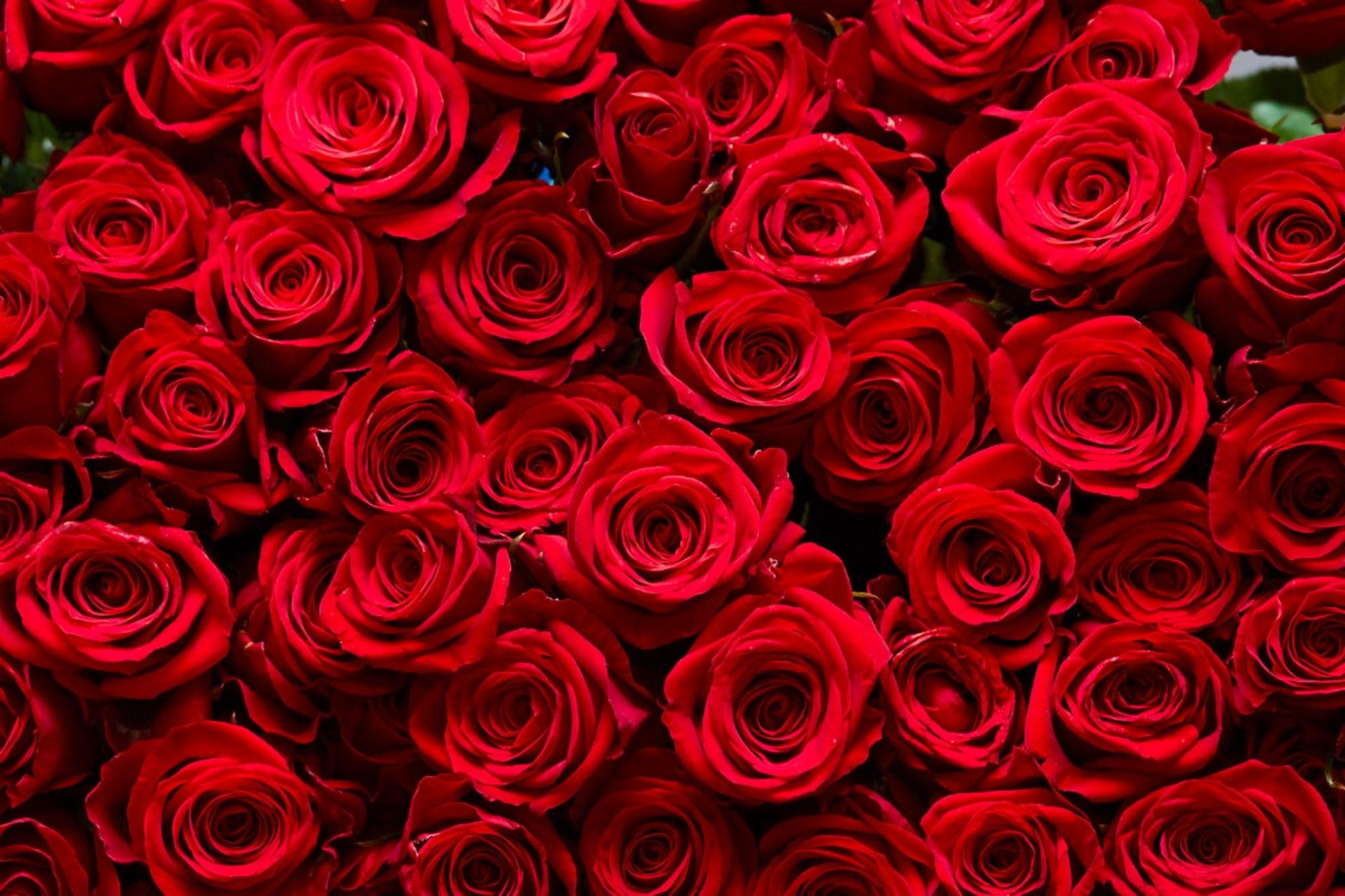 نمای نزدیک دسته گل رز سرخ