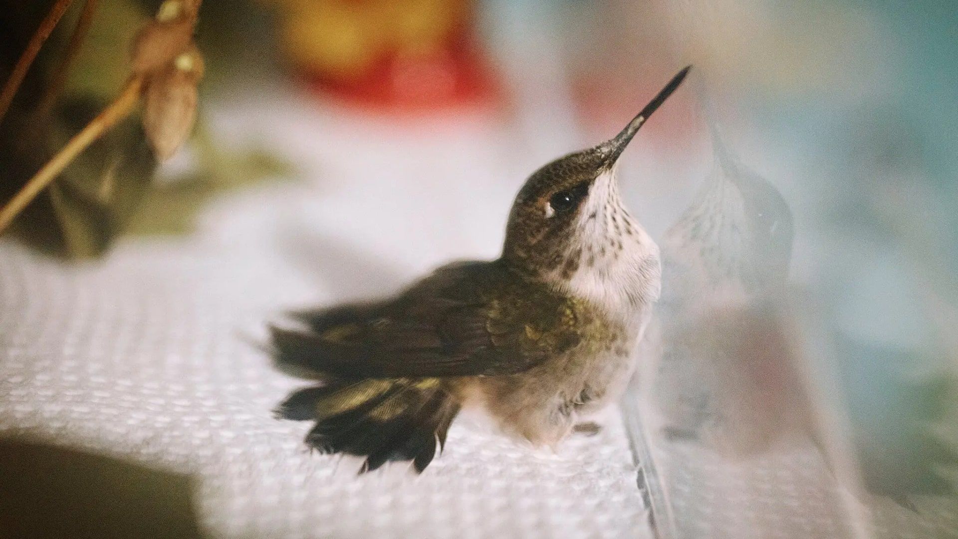 مرغ مگس گردن‌ یاقوتی