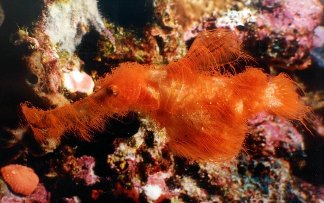 ماهی گونه Solenostomus snuffleupagus