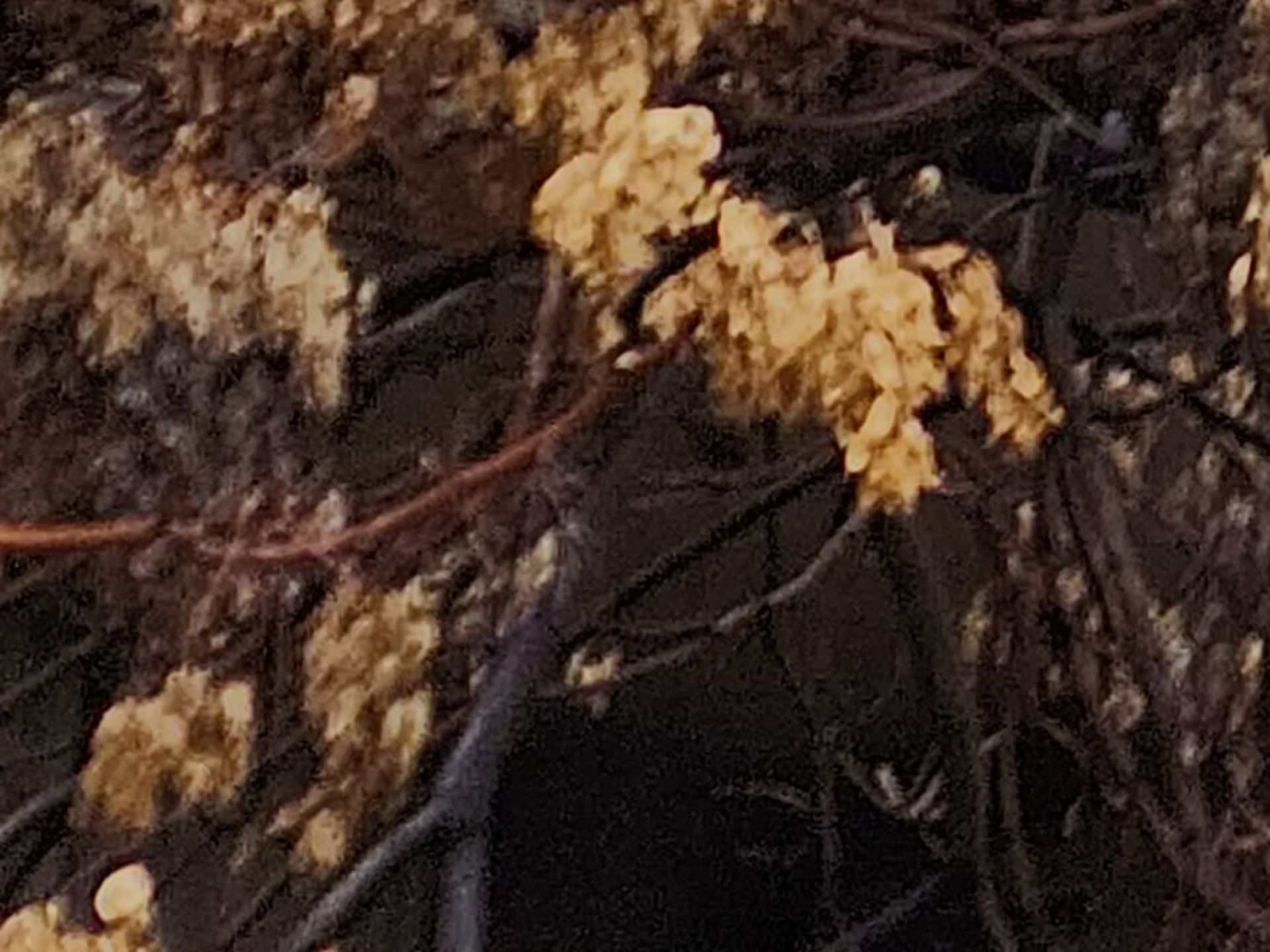 برش عکس ۱۰۸ مگاپیکسلی گلکسی اس ۲۲ اولترا