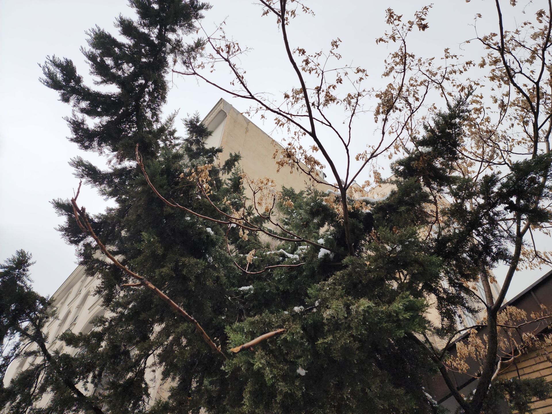 عکس درختی در خیابان جردن تهران ۲