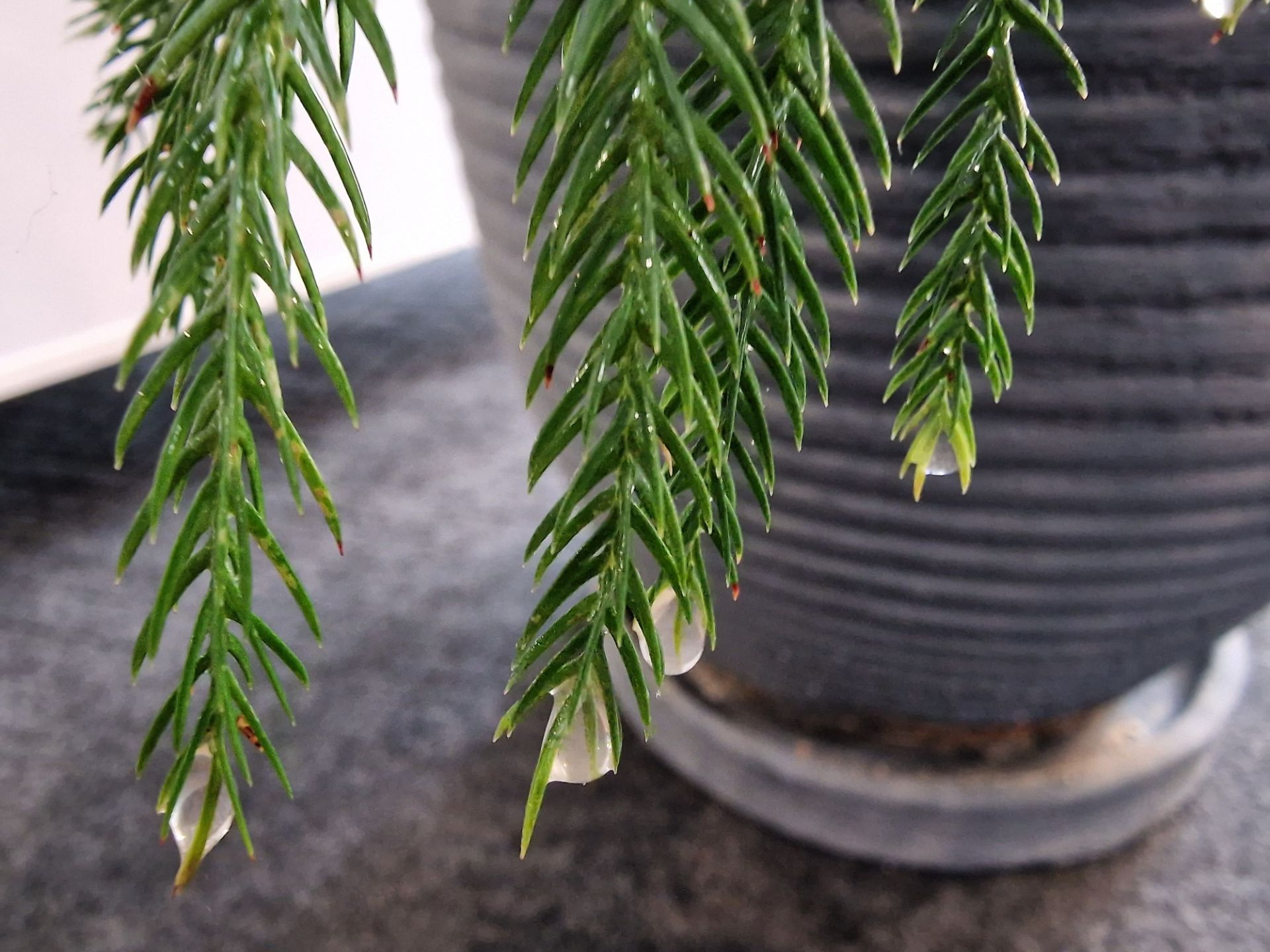 عکس ماکرو اس ۲۲ اولترا