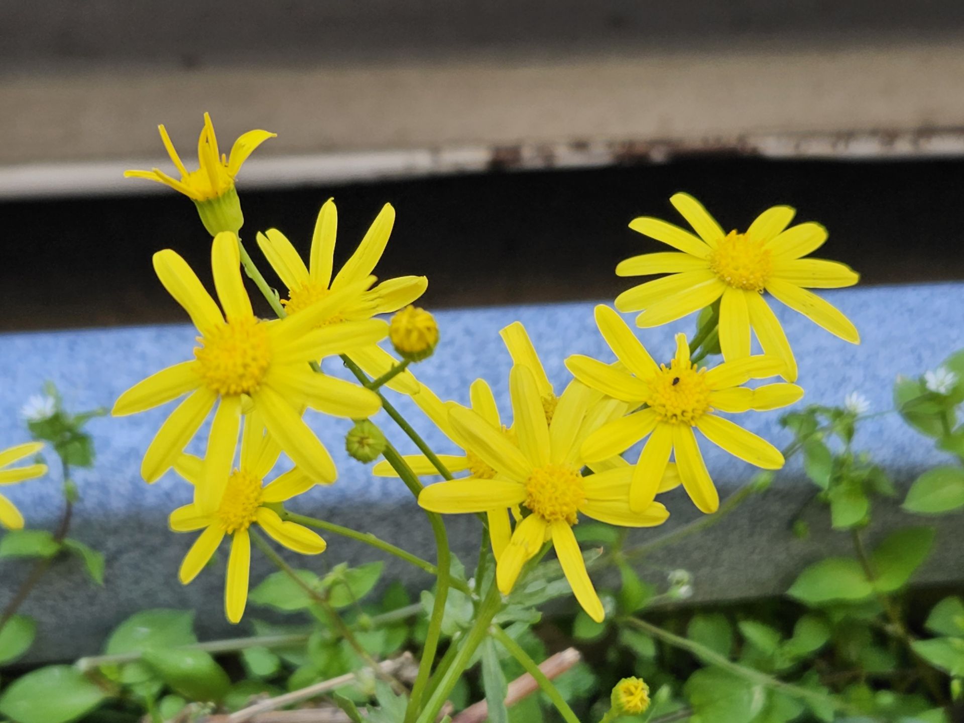 نمونه عکس عکاسی در روز با اس ۲۳