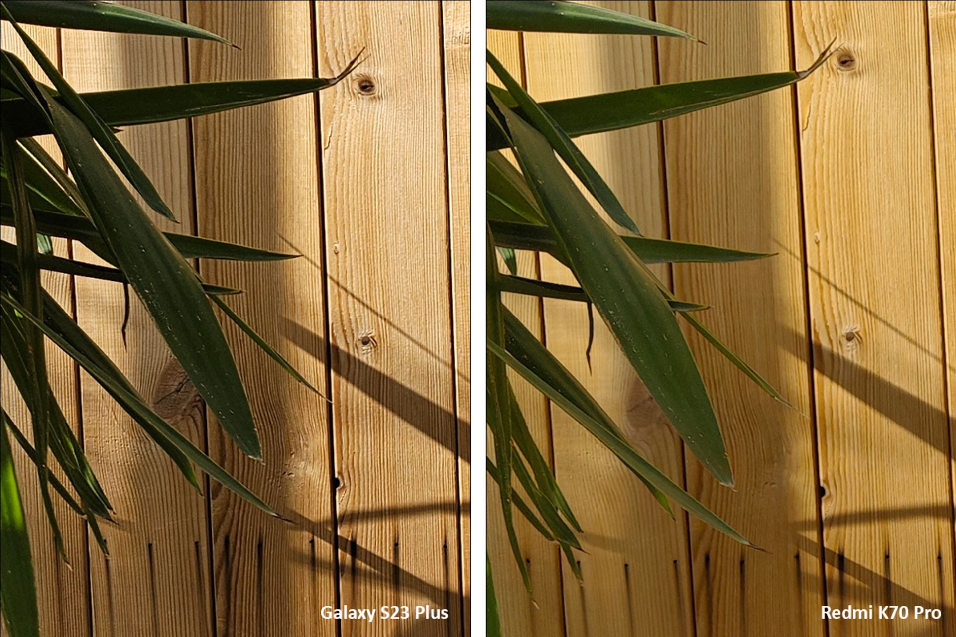 برشی از شاخ و برگ گلدان 