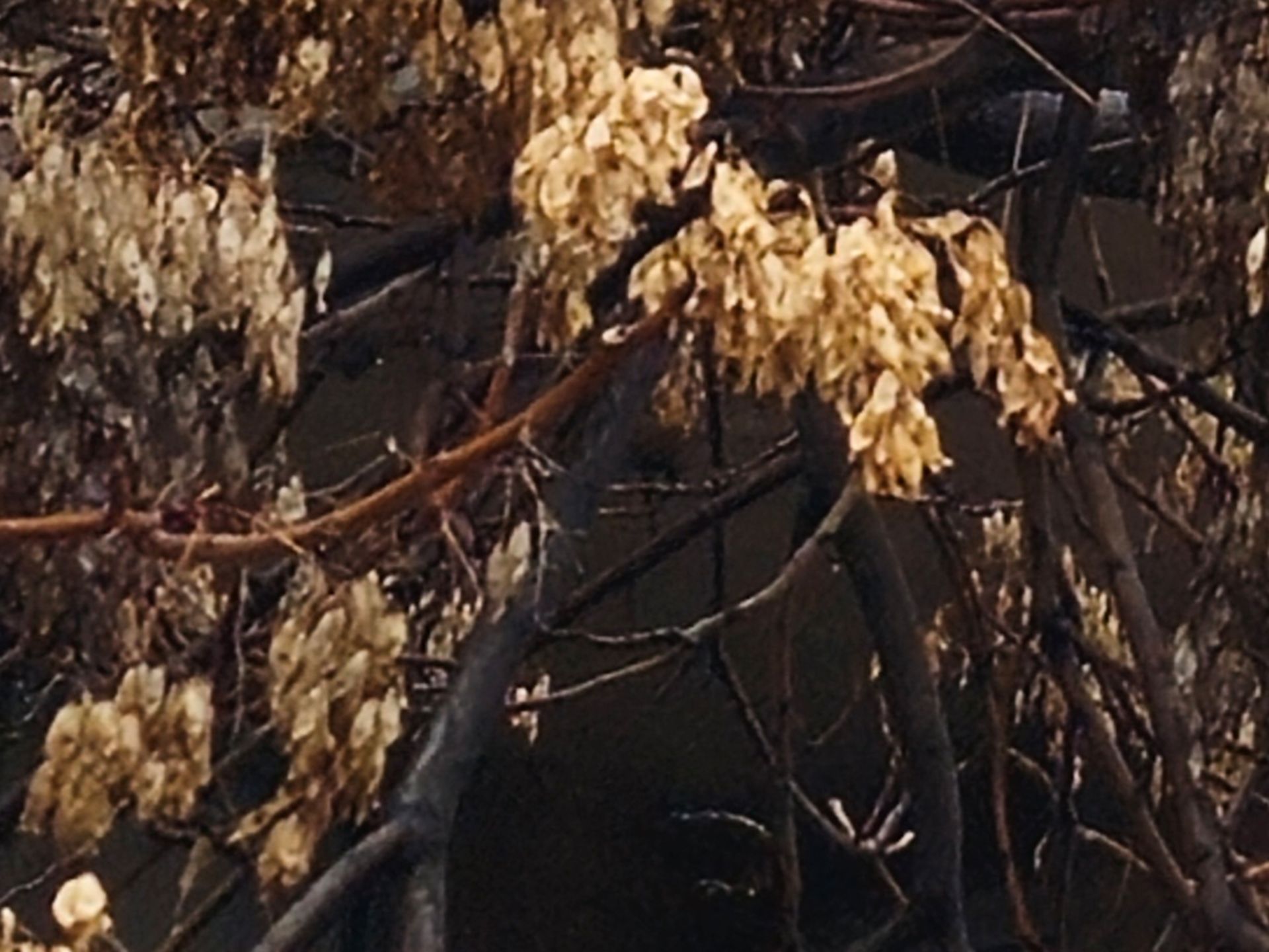 برش عکس ۲۰۰ مگاپیکسلی گلکسی اس ۲۳ اولترا