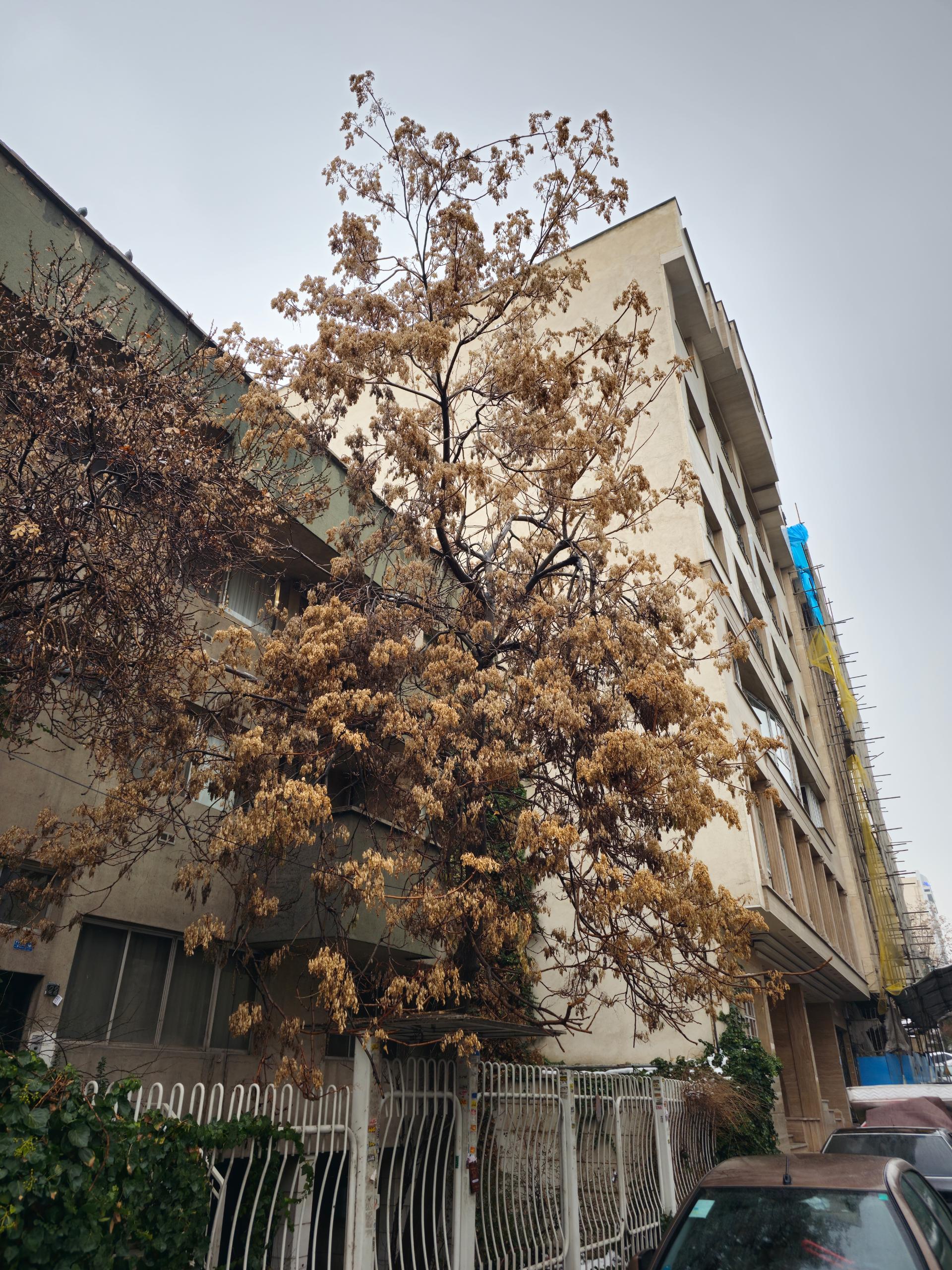 عکس ۲۰۰ مگاپیکسلی گلکسی اس ۲۳ اولترا در مقیاس ۱۲ مگاپیکسل