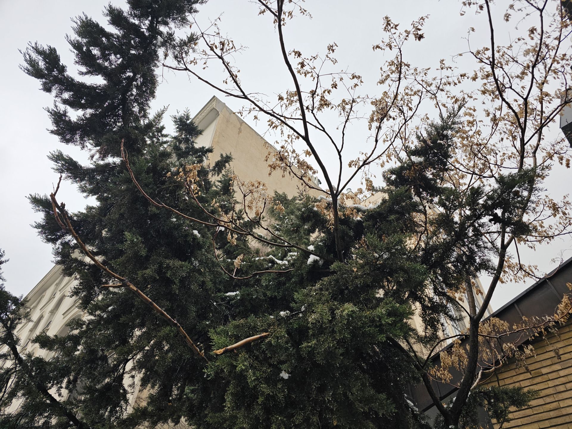 عکس درختی در خیابان جردن تهران ۱