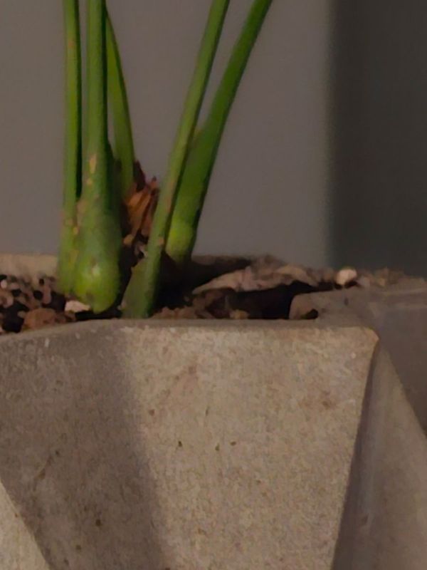 Cropping the pot photo in the dark of Zoomit 2 office