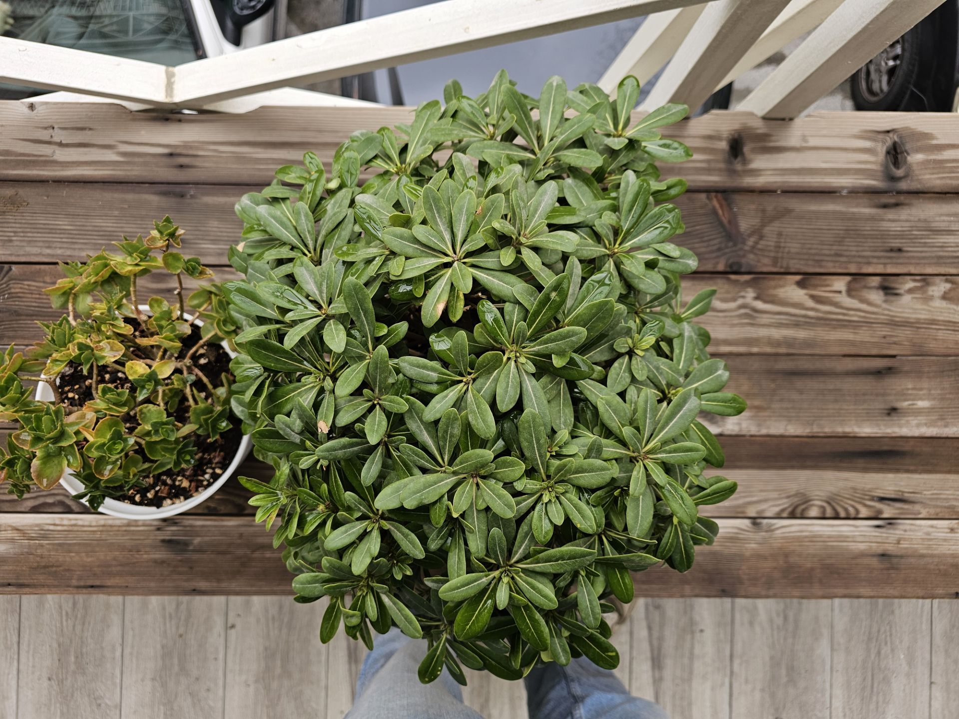 دو گلدان گیاه کنار هم روی نیمکت چوبی