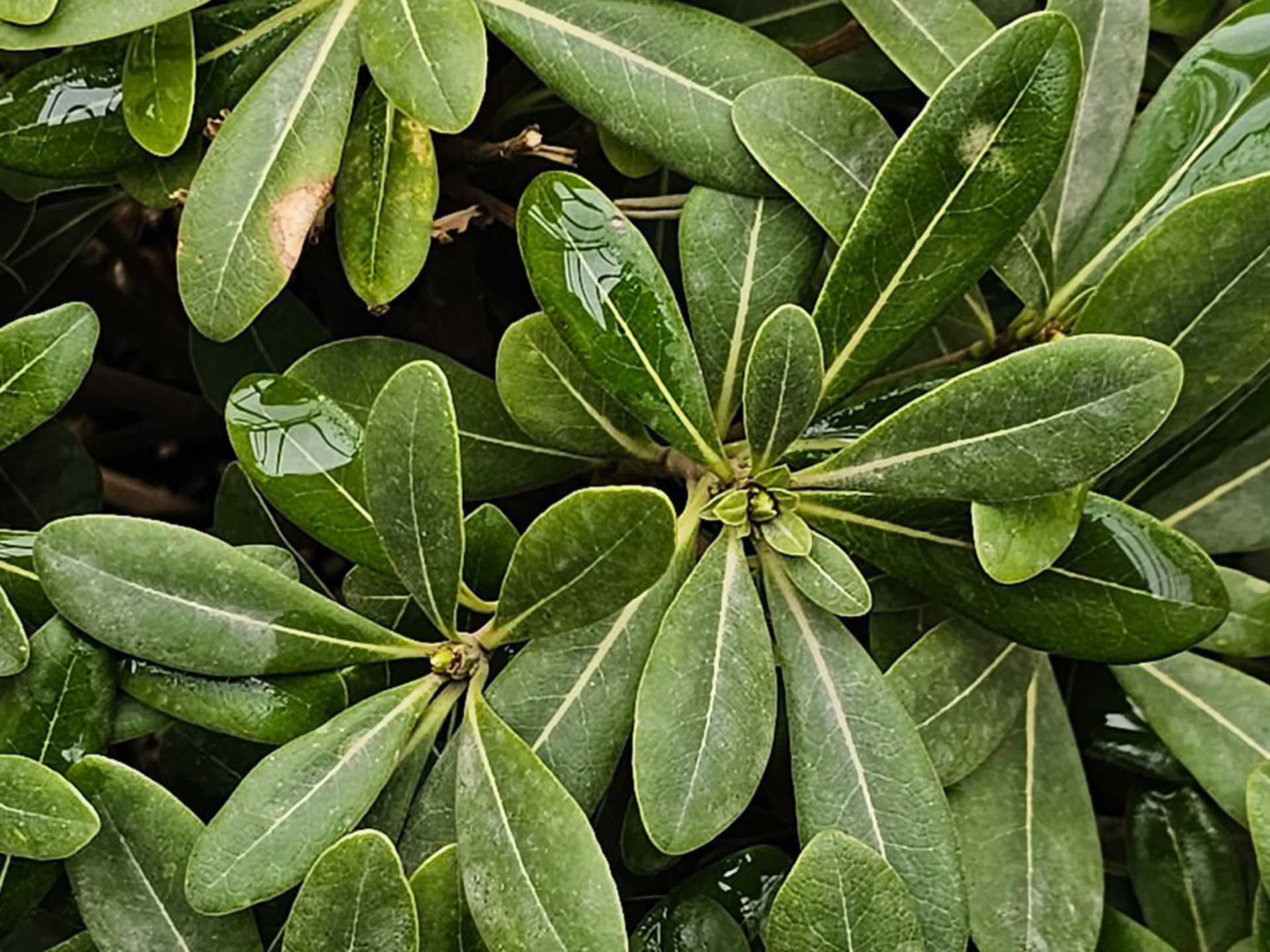 برگ‌های یک گیاه