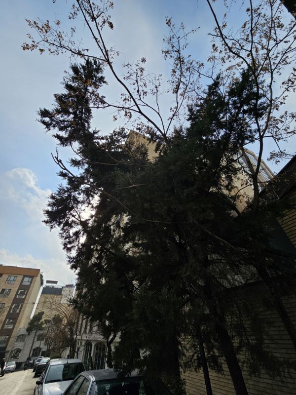 درختی در خیابان جردن تهران