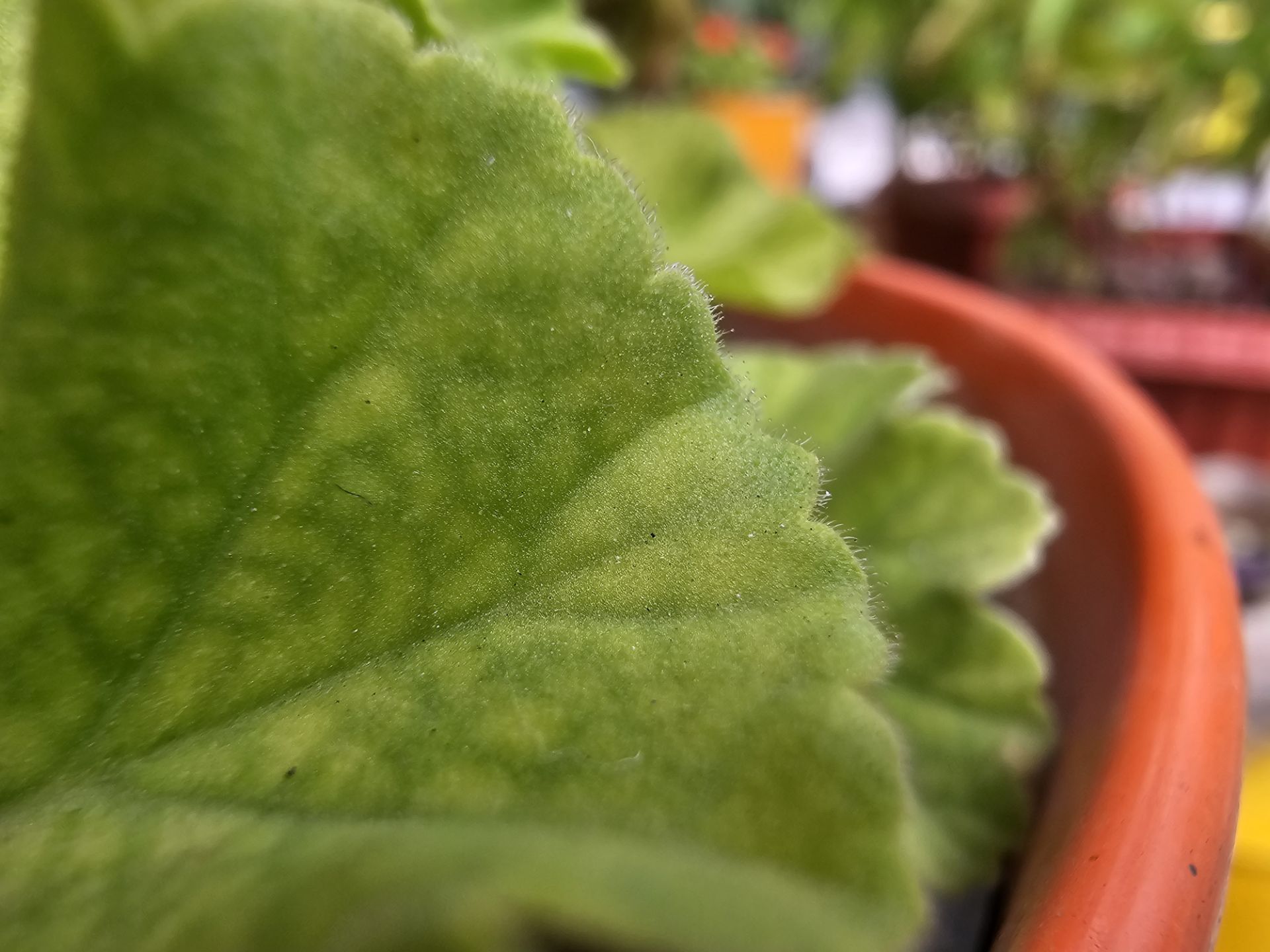 عکاسی ماکرو با گلکسی S23 اولترا