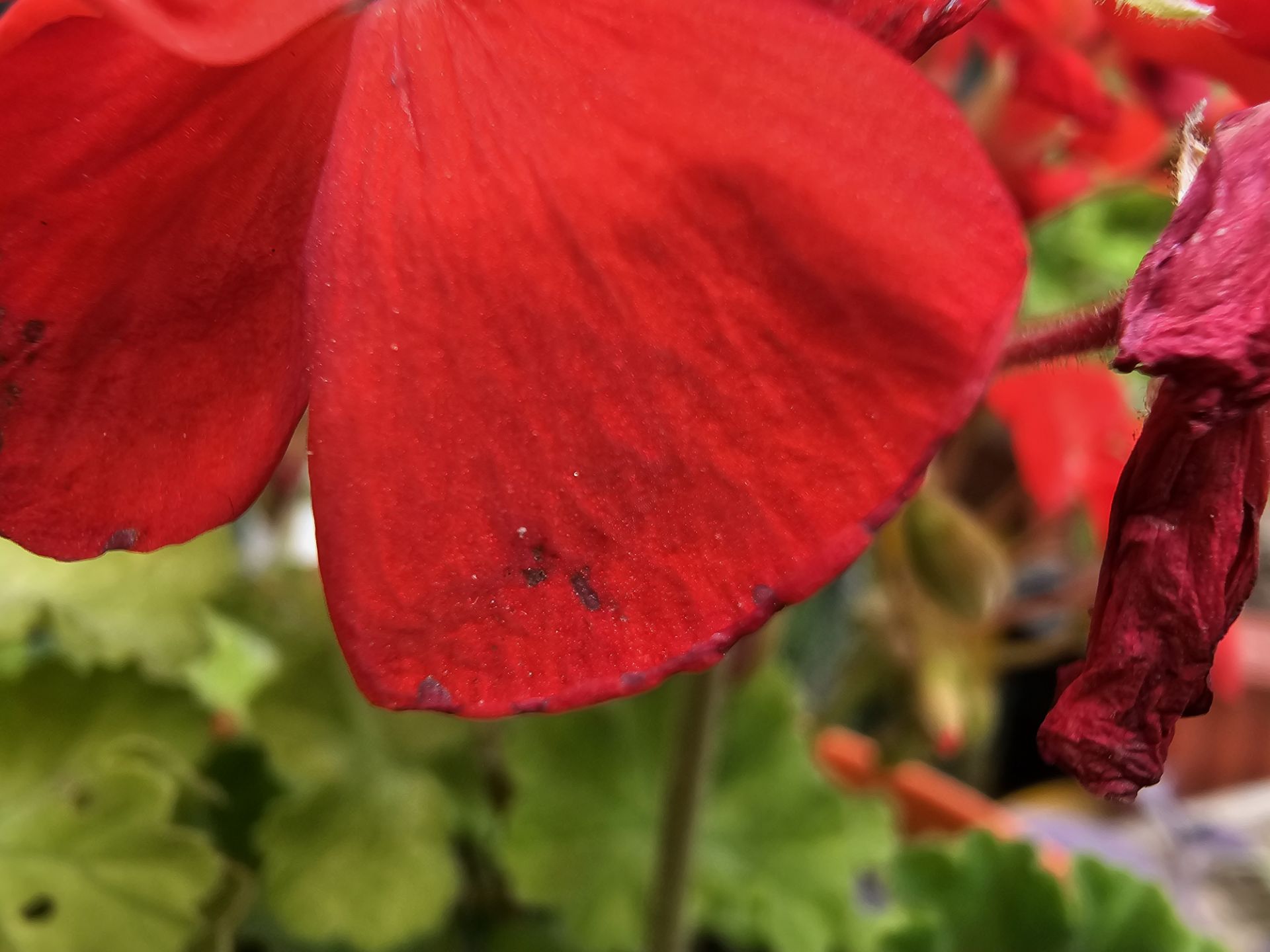 عکاسی ماکرو از گل با گلکسی S23 اولترا