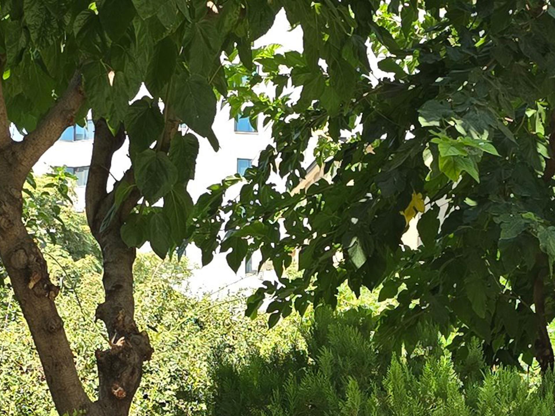 برش عکس اس ۲۴ اولترا - ۱