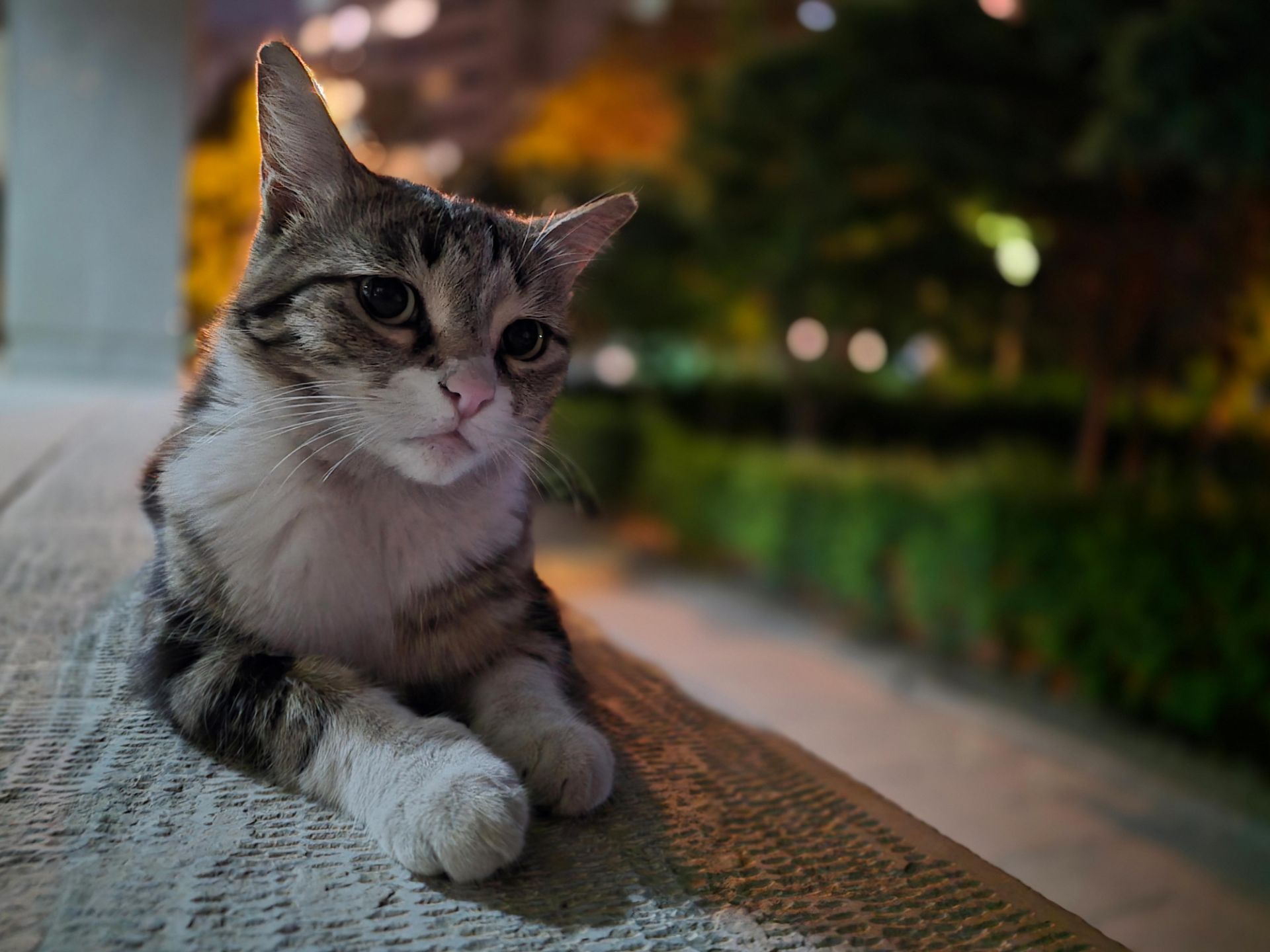 گربه خیره به دوربین