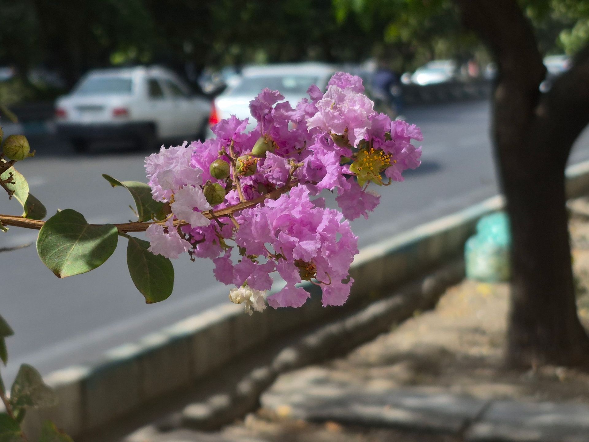 گل صورتی