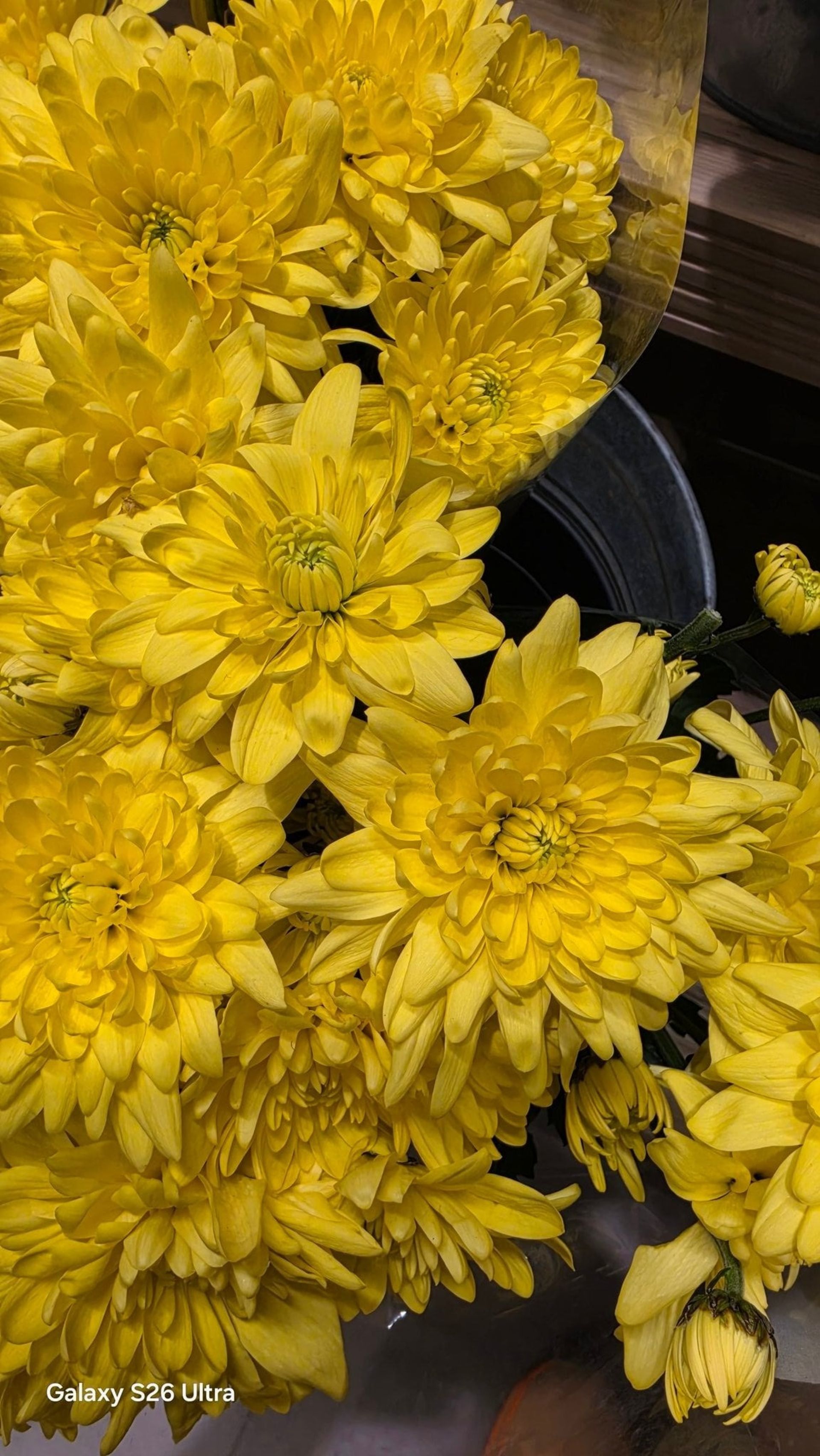 نمونه عکس گلکسی S26 اولترا از گل