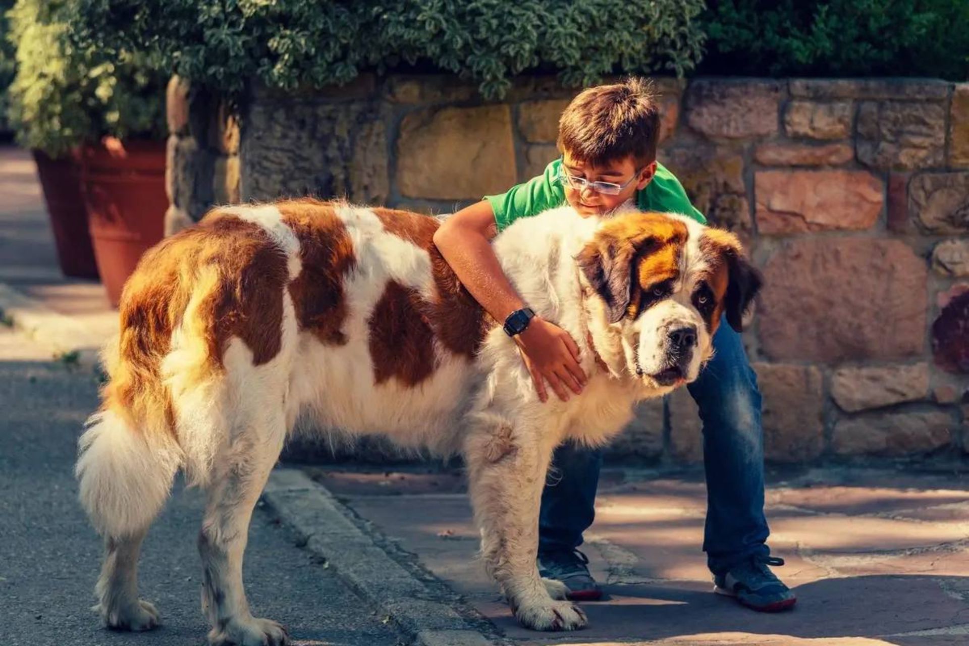 یک سگ سنت برنارد بزرگ در بغا پسربچه در کوچه